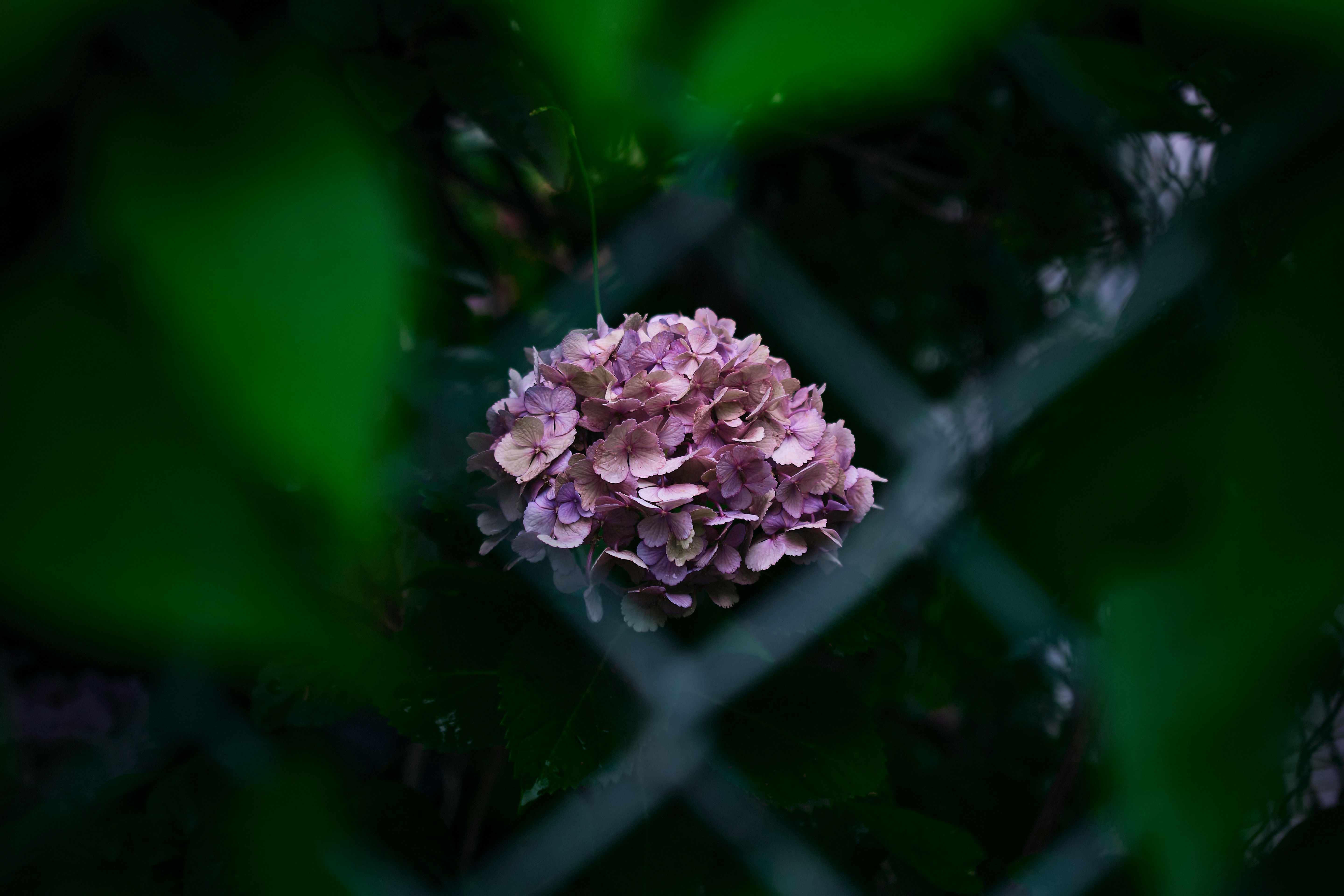 Close-up bunga hydrangea dengan tetes embun