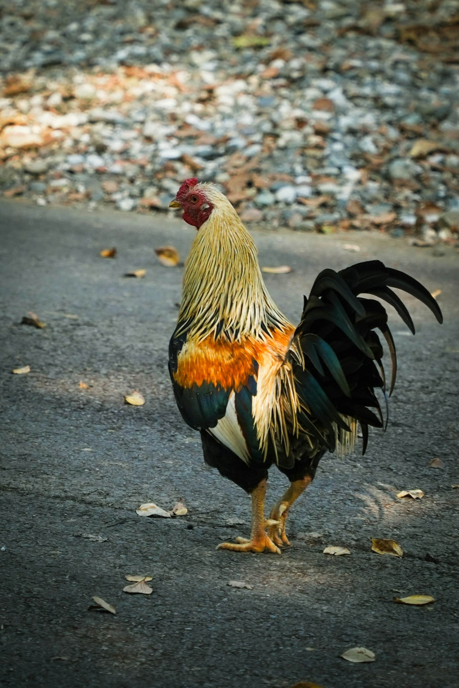 Un gallo con piume bellissime che cammina su una strada