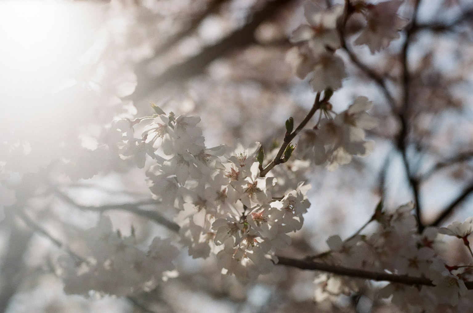 Acercamiento de flores de cerezo en ramas luz suave iluminando la escena
