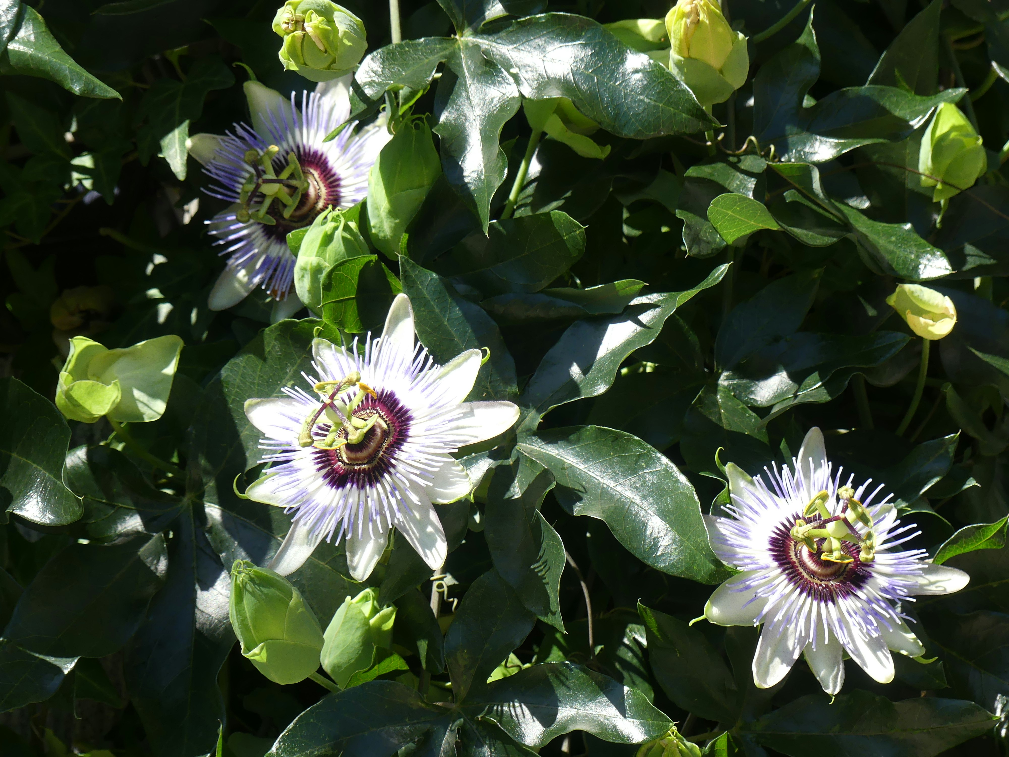 時計草の花が咲く緑の葉のクローズアップ