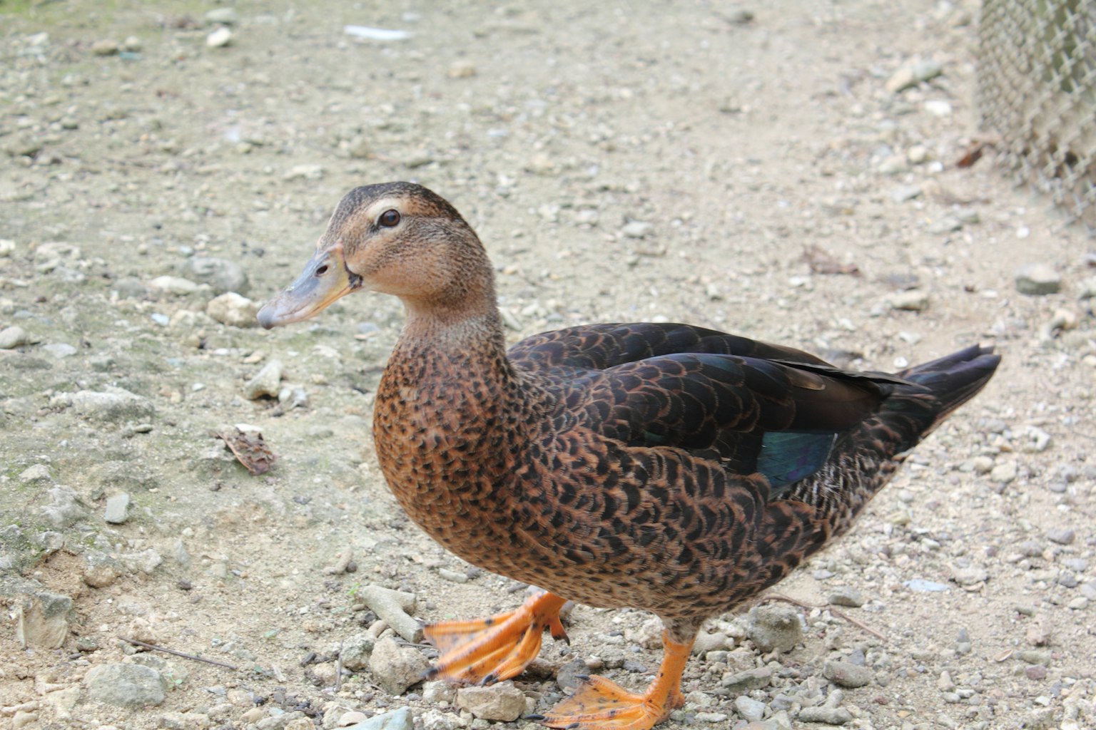 A brown duck walking on the ground