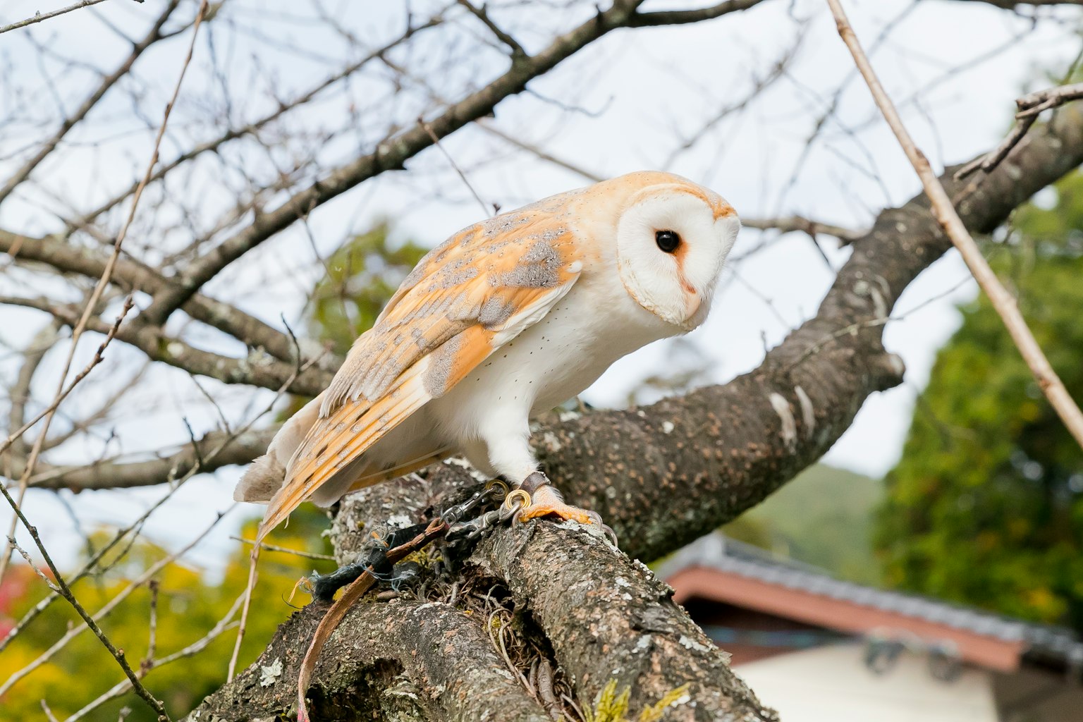Image d'une chouette perchée sur une branche d'arbre