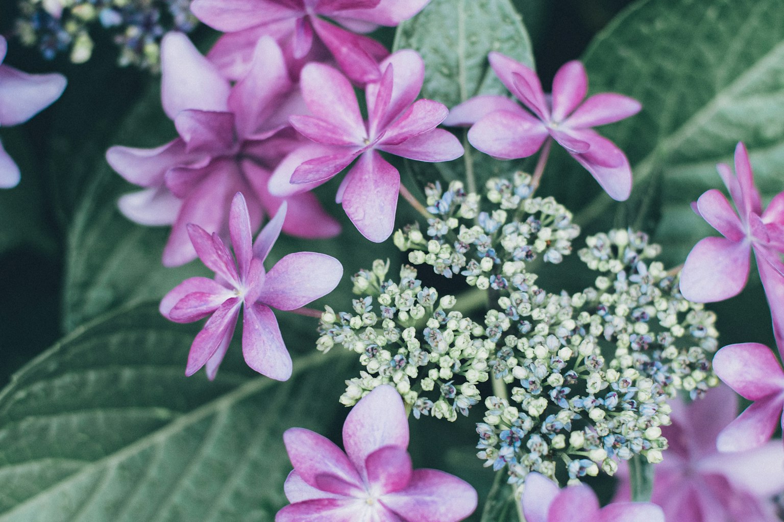 Gambar close-up bunga pink dan daun hijau menciptakan komposisi harmonis