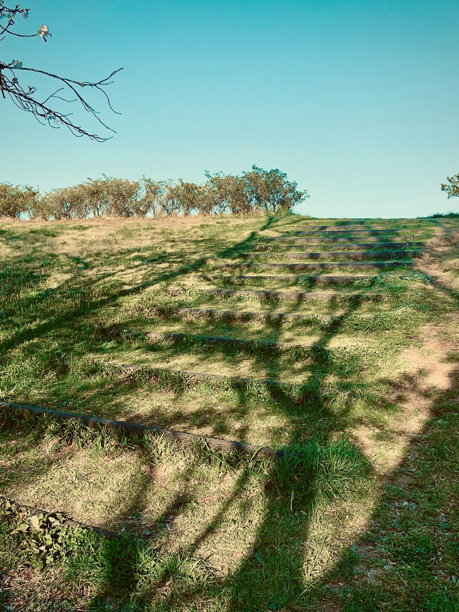 Landschaft eines grünen Hügels mit langen Schatten von Bäumen