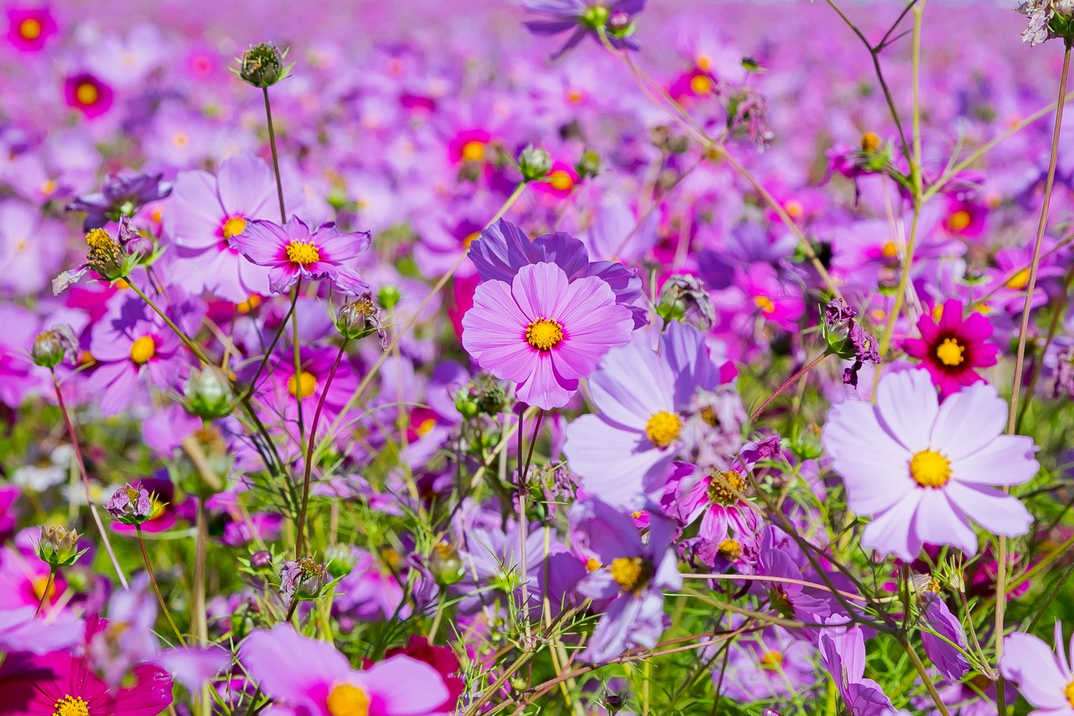 Champ de fleurs violettes vibrantes avec des cœurs jaunes