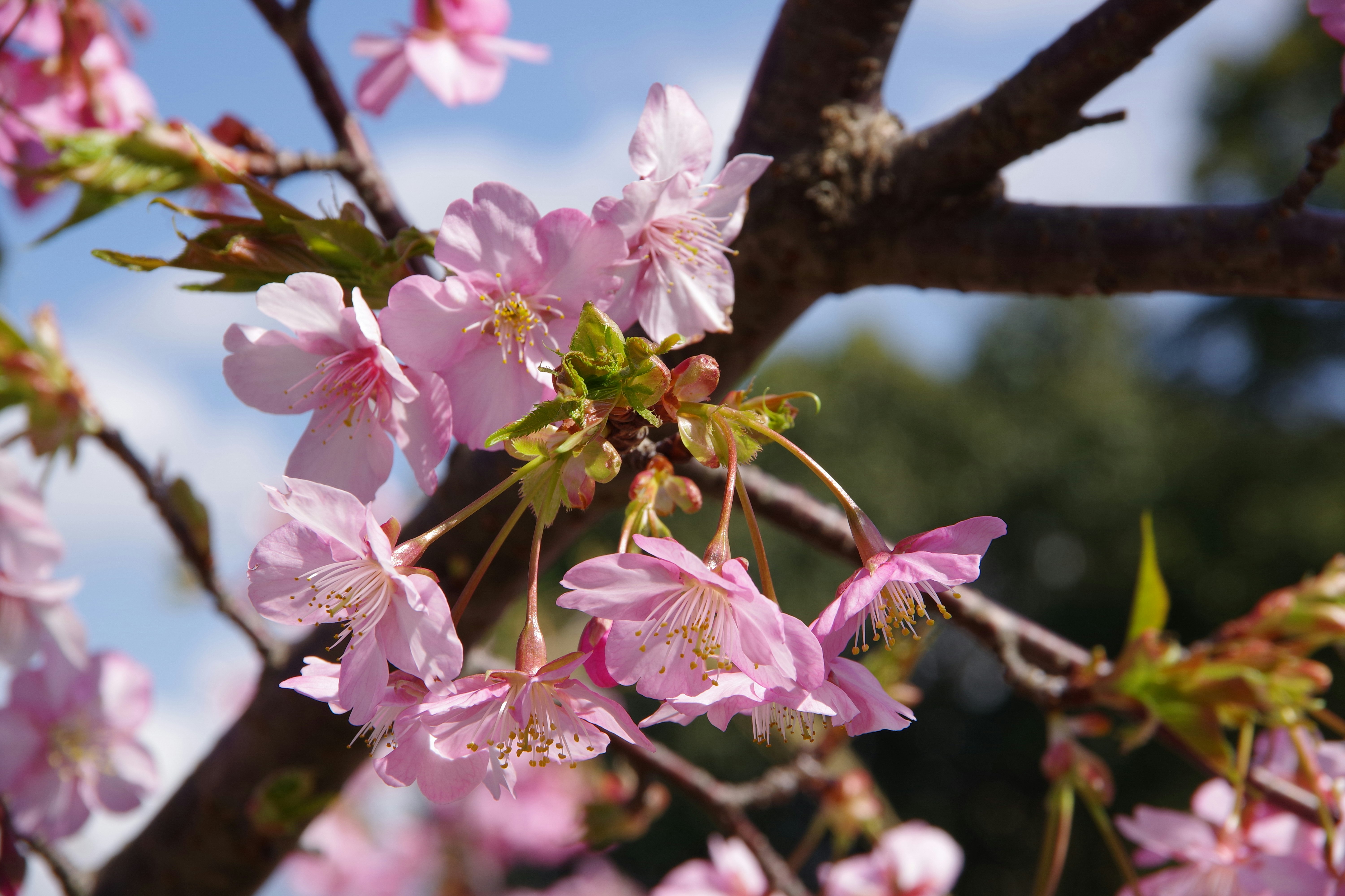 Fleurs de cerisier en pleine floraison précoce sur une branche de printemps