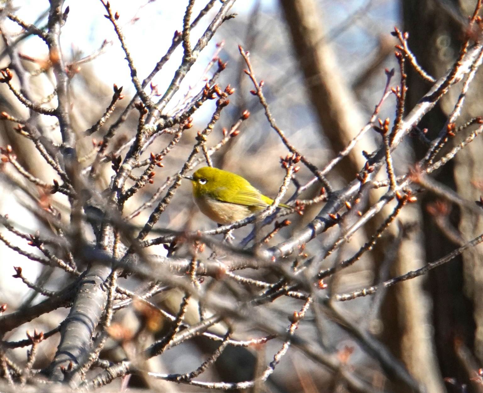 Ein kleiner gelber Vogel, der auf winterlichen Ästen sitzt