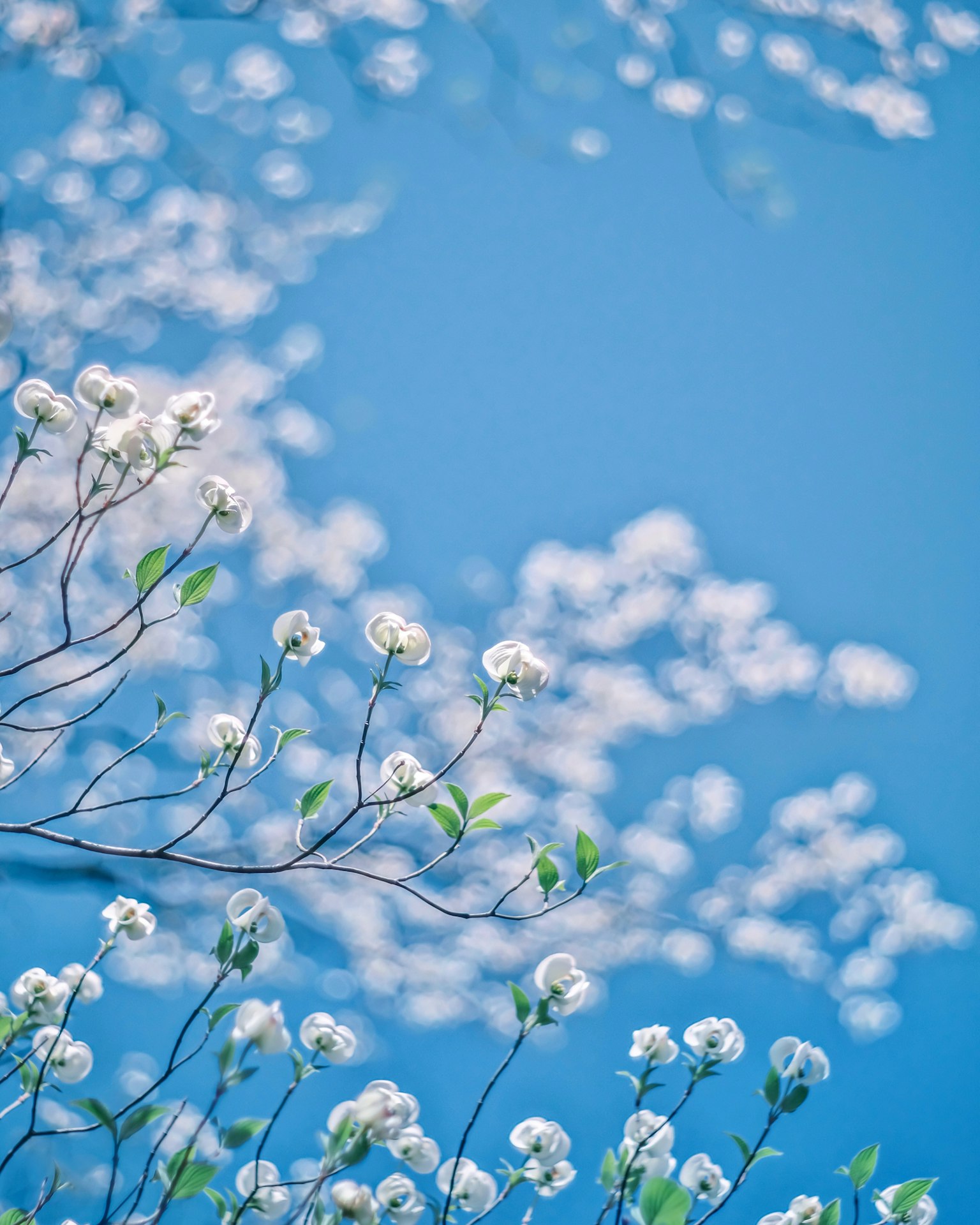 Weiße Blumen und grüne Blätter vor blauem Himmel