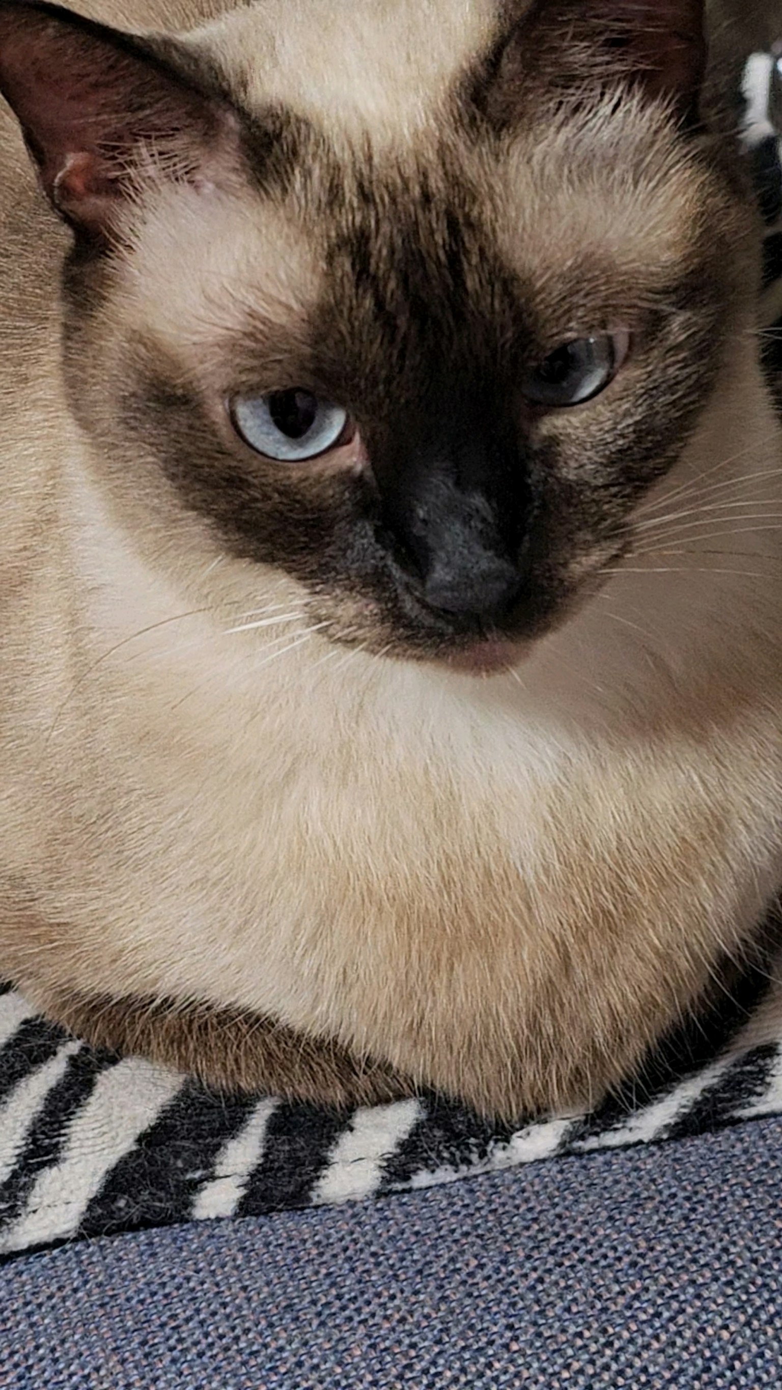 Siamese cat with brown fur sitting on a black and white striped blanket