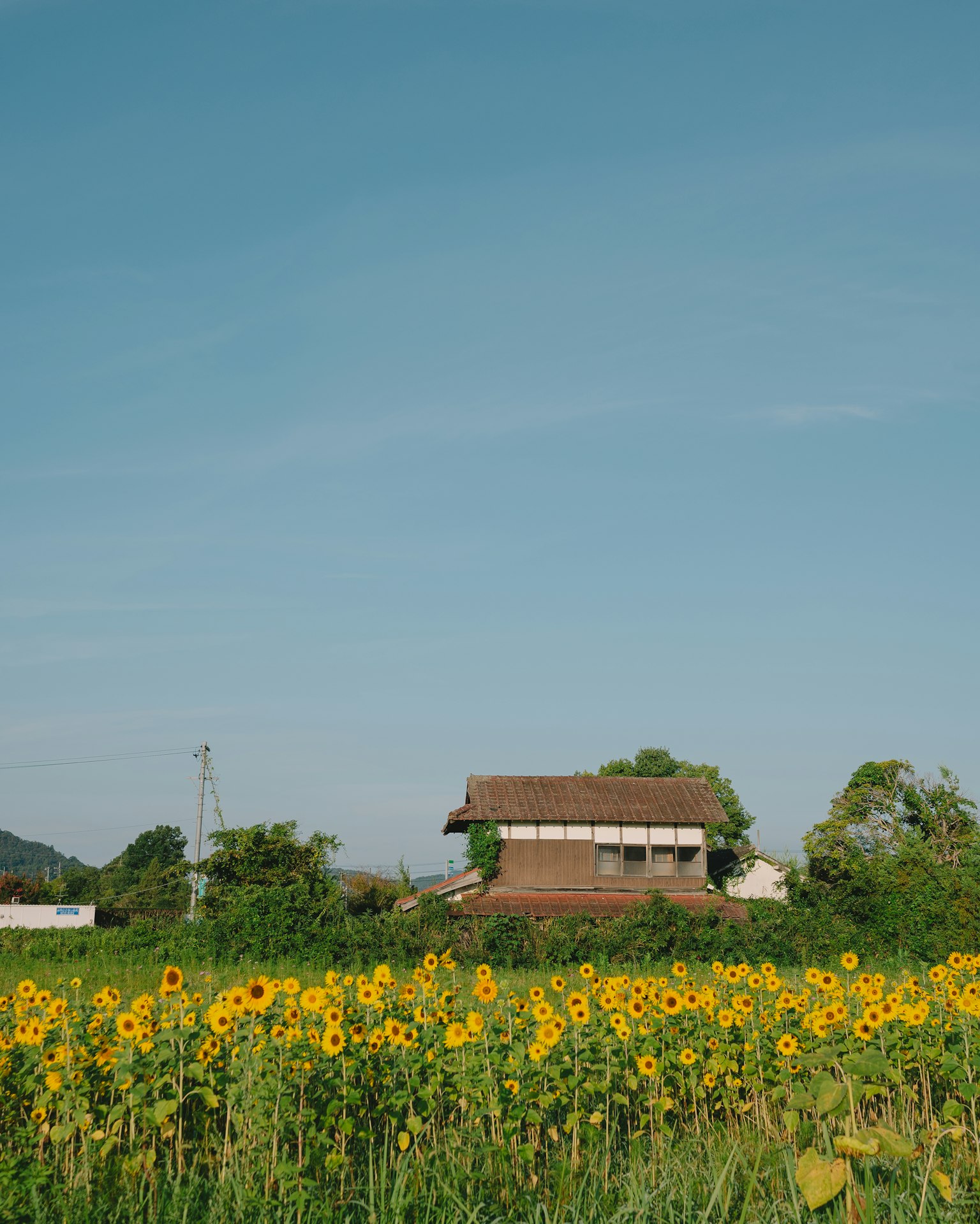 Champ de tournesols avec une maison rustique sous un ciel bleu
