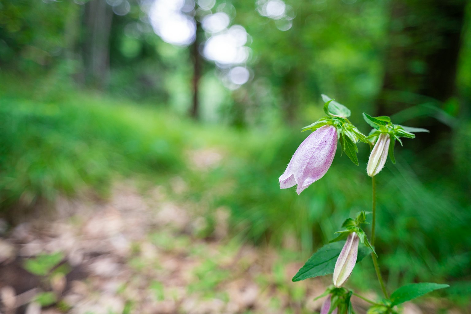 Pink bellflower in a forest setting with lush greenery