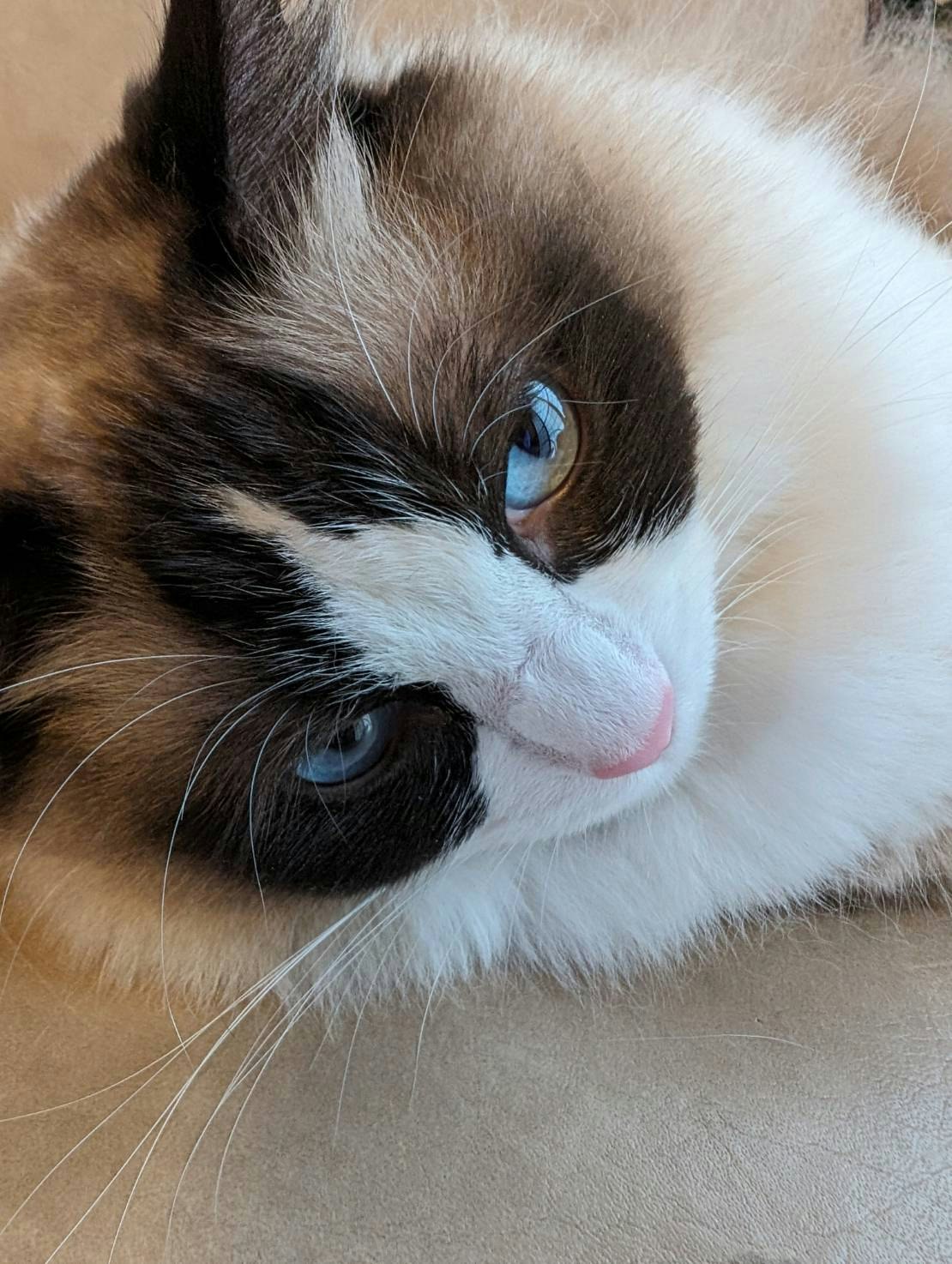 ラグドールの青い目を見つめる猫