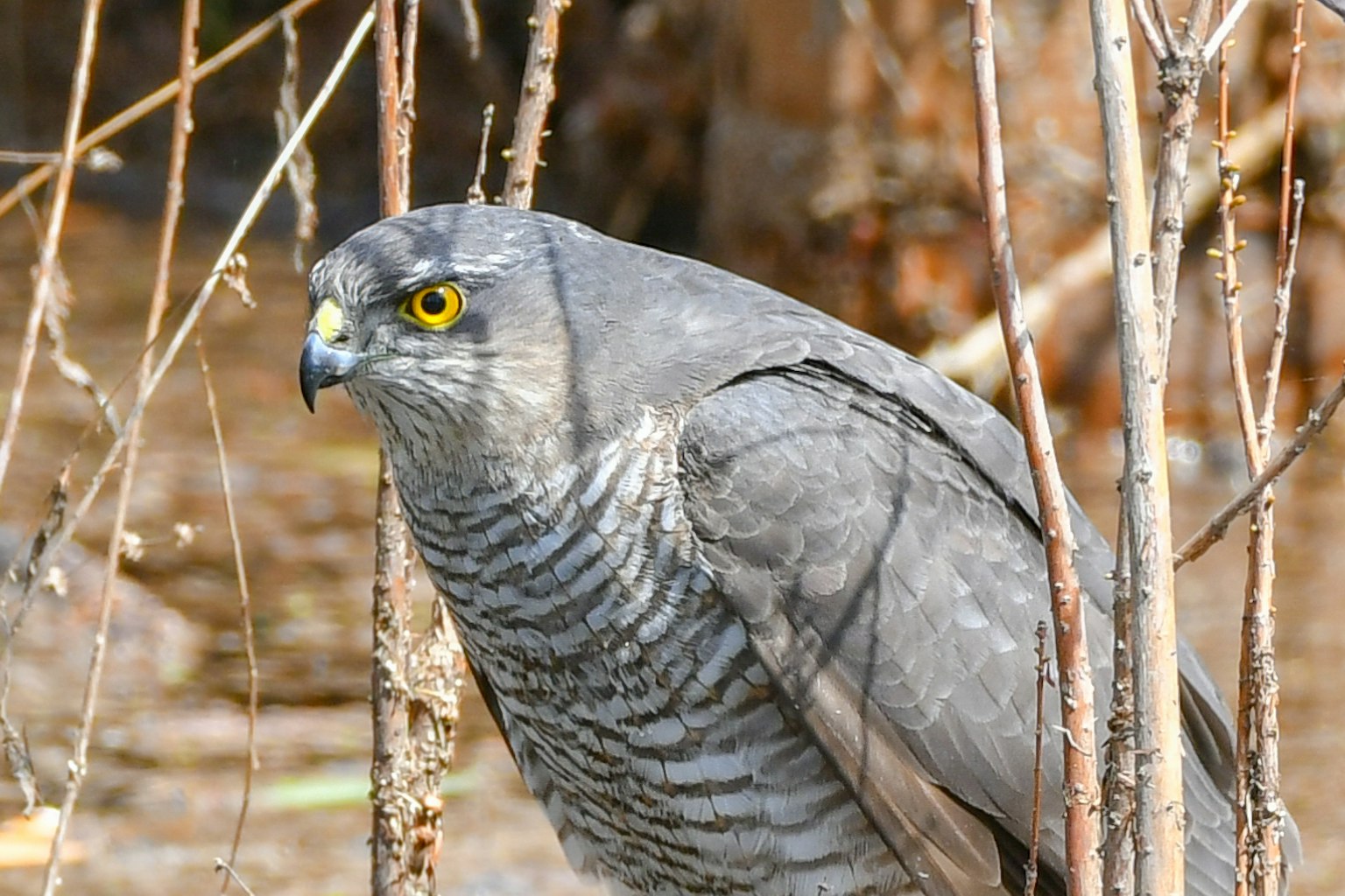 Grauer Greifvogel, der zwischen Ästen beobachtet
