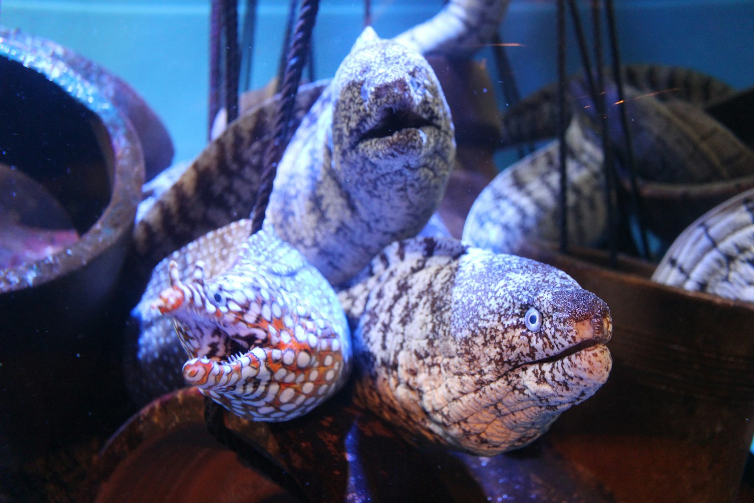 Tre anguille in un acquario con texture e colori unici