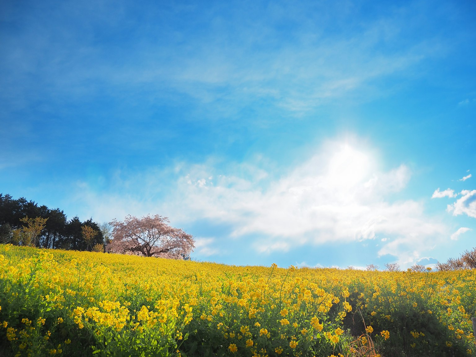Flores amarillas vibrantes bajo un cielo azul brillante