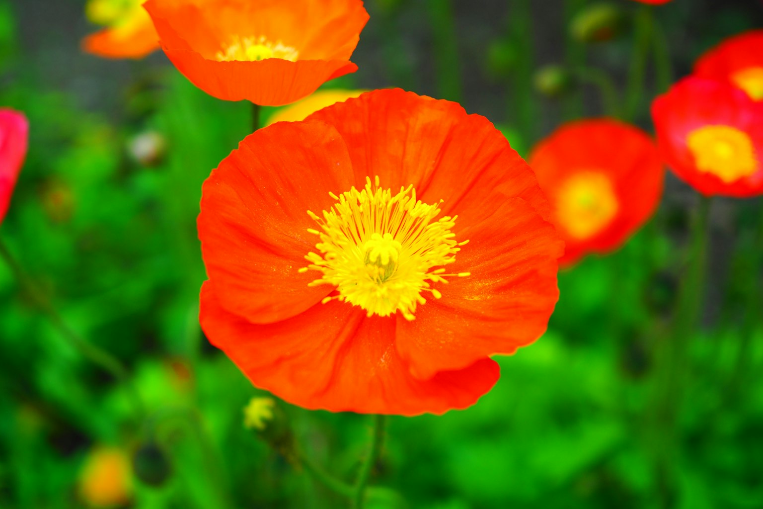 Fleur de coquelicot orange vif avec un centre jaune