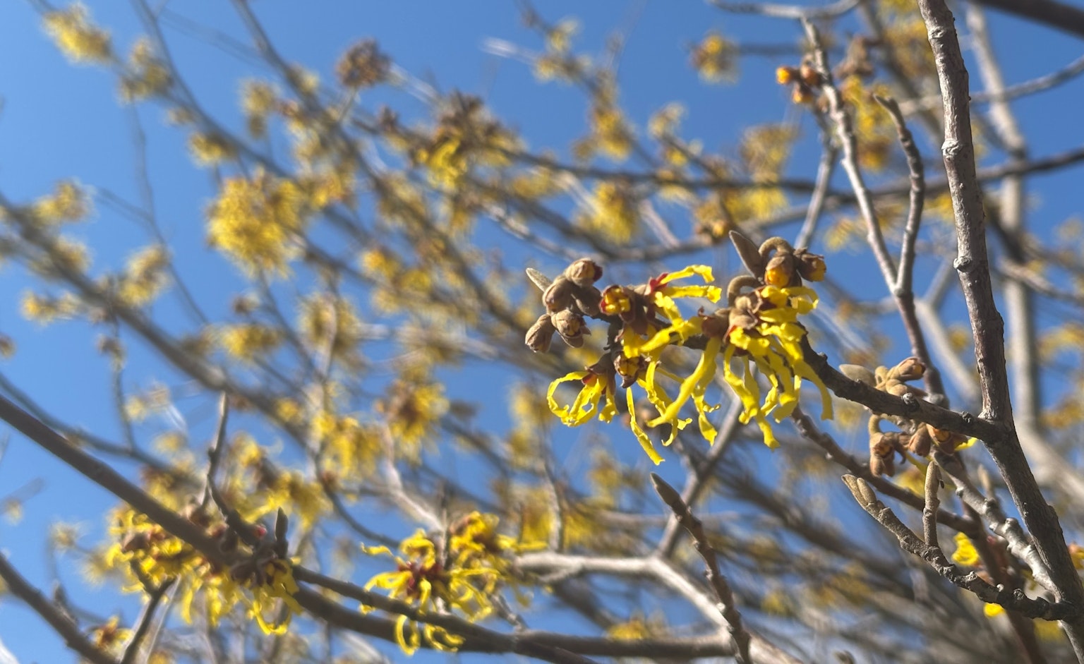 Fiori gialli che sbocciano su rami sottili sotto un cielo blu