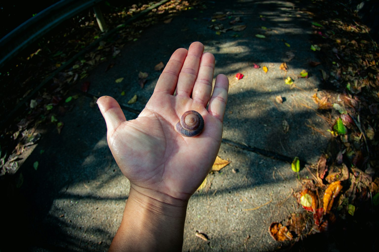A small snail resting on an open palm with scattered leaves in the background