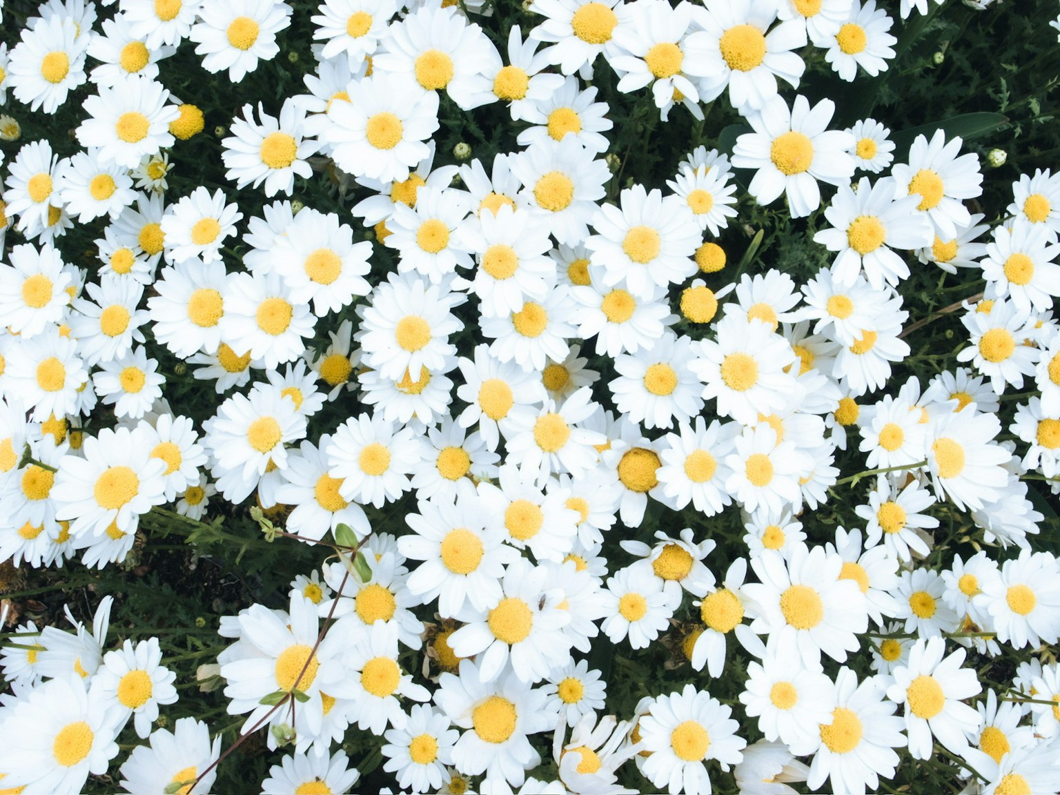 A field of daisies with white petals and yellow centers