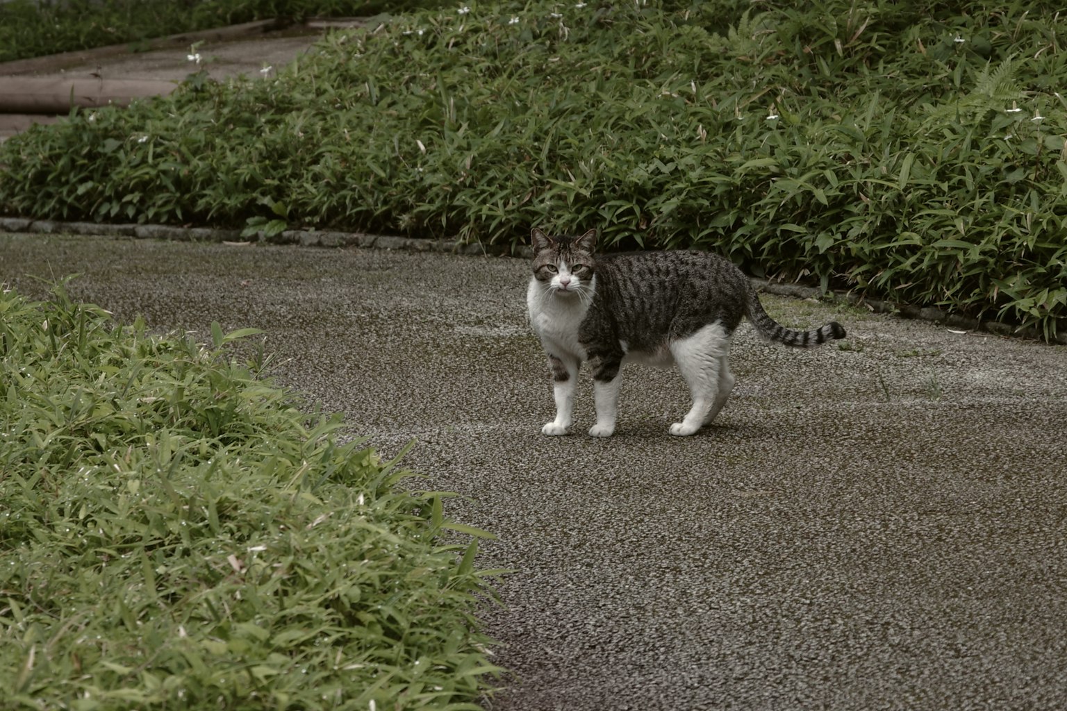 Kucing abu-abu dan putih berdiri di jalan