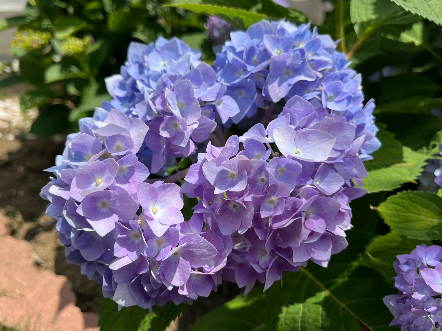 一簇藍紫色的繡球花盛開