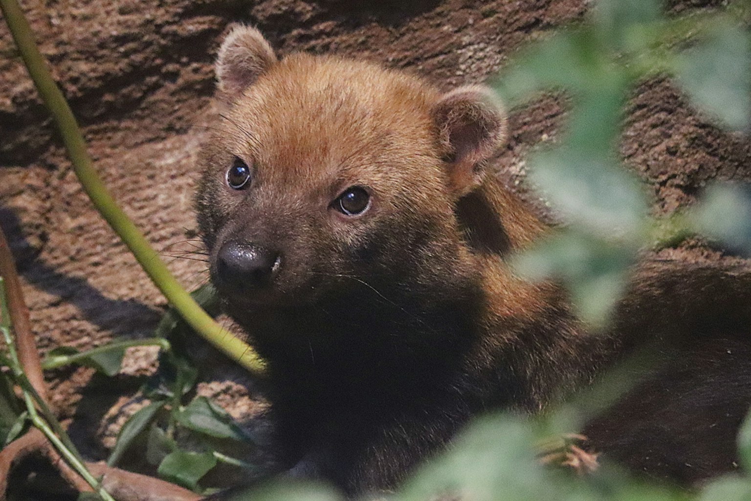 Un pequeño animal marrón asomándose entre las ramas
