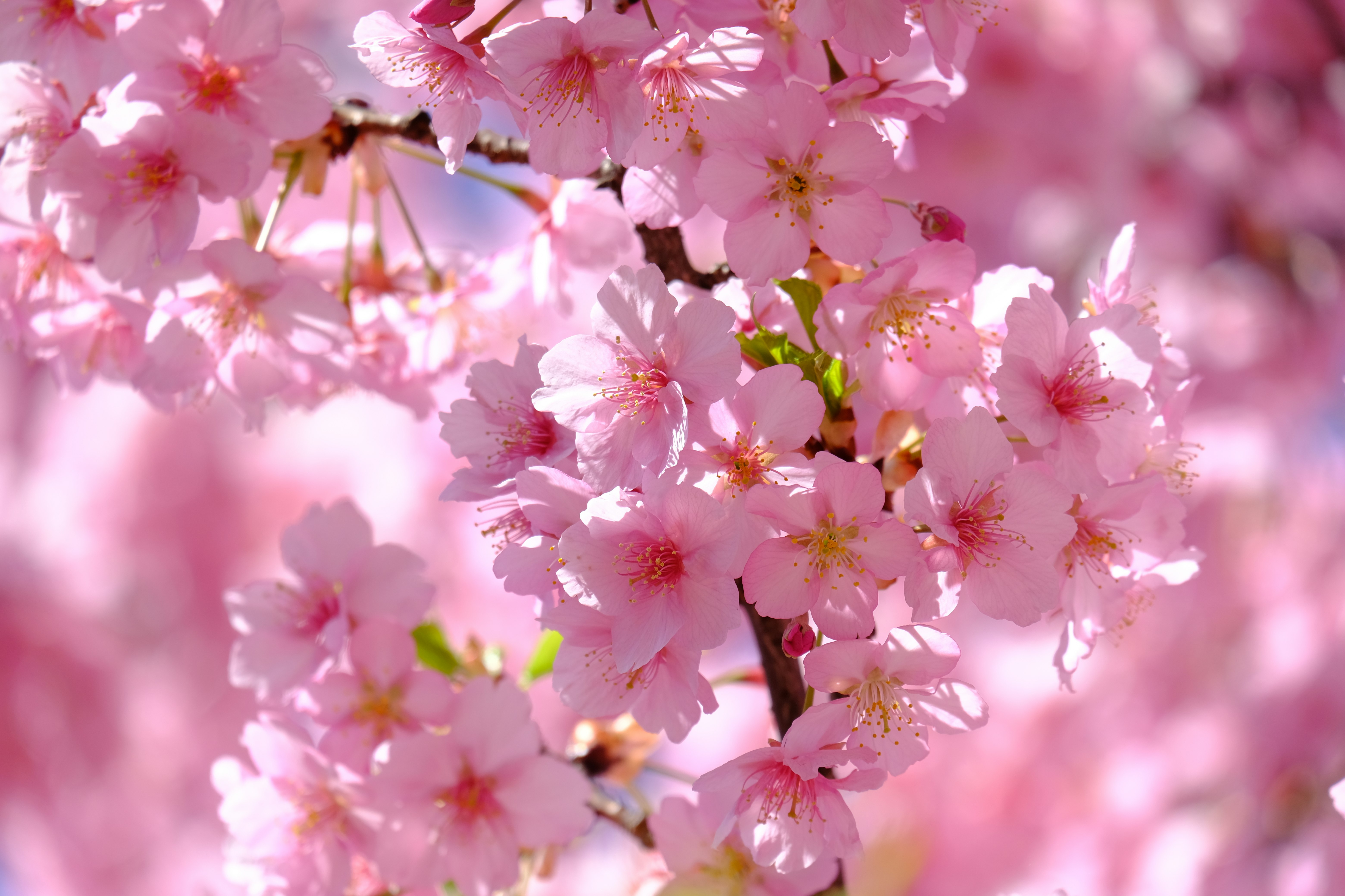 淡いピンクの桜の花が咲き誇る枝先のクローズアップ