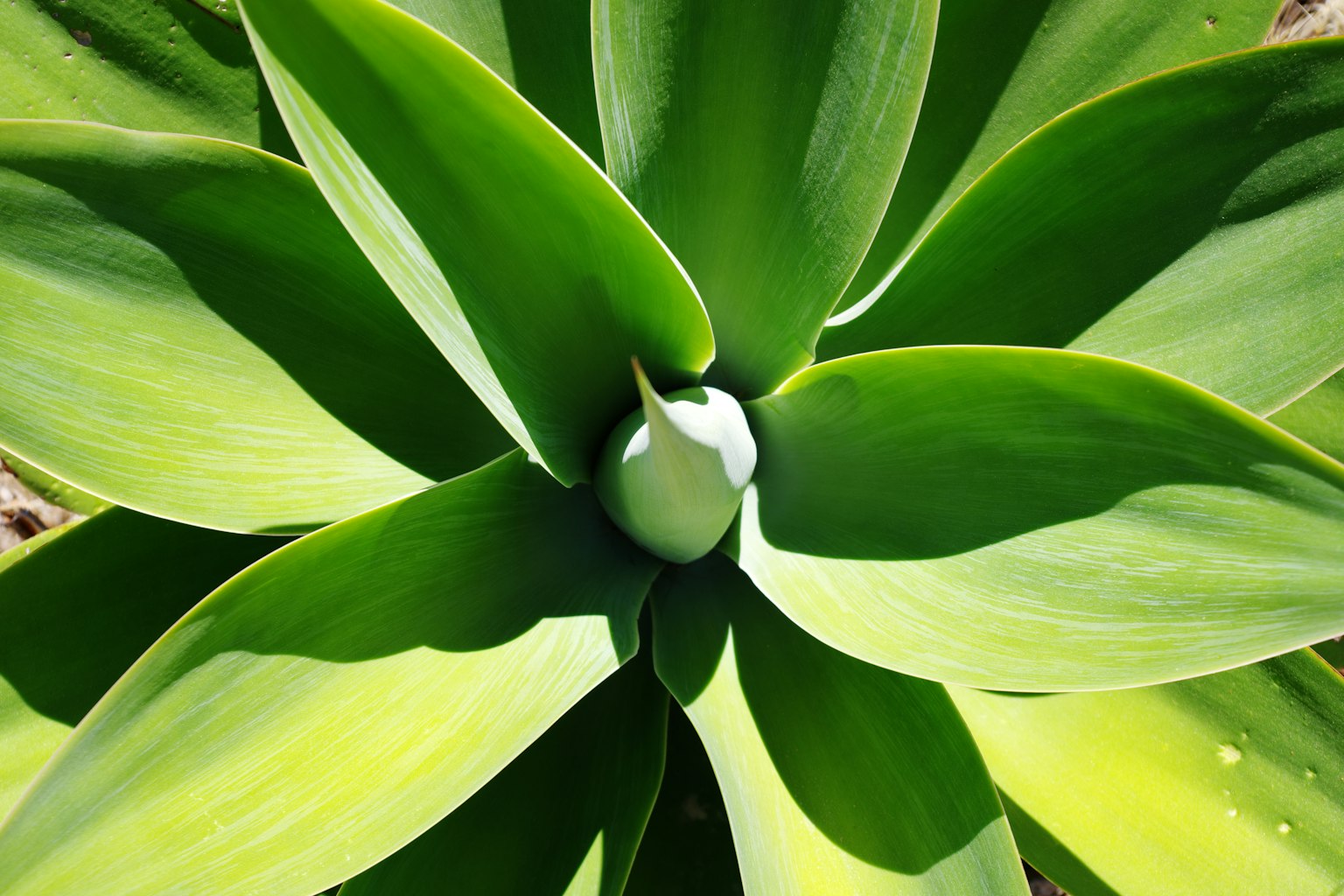 Top view of a green plant with broad leaves featuring a new bud in the center