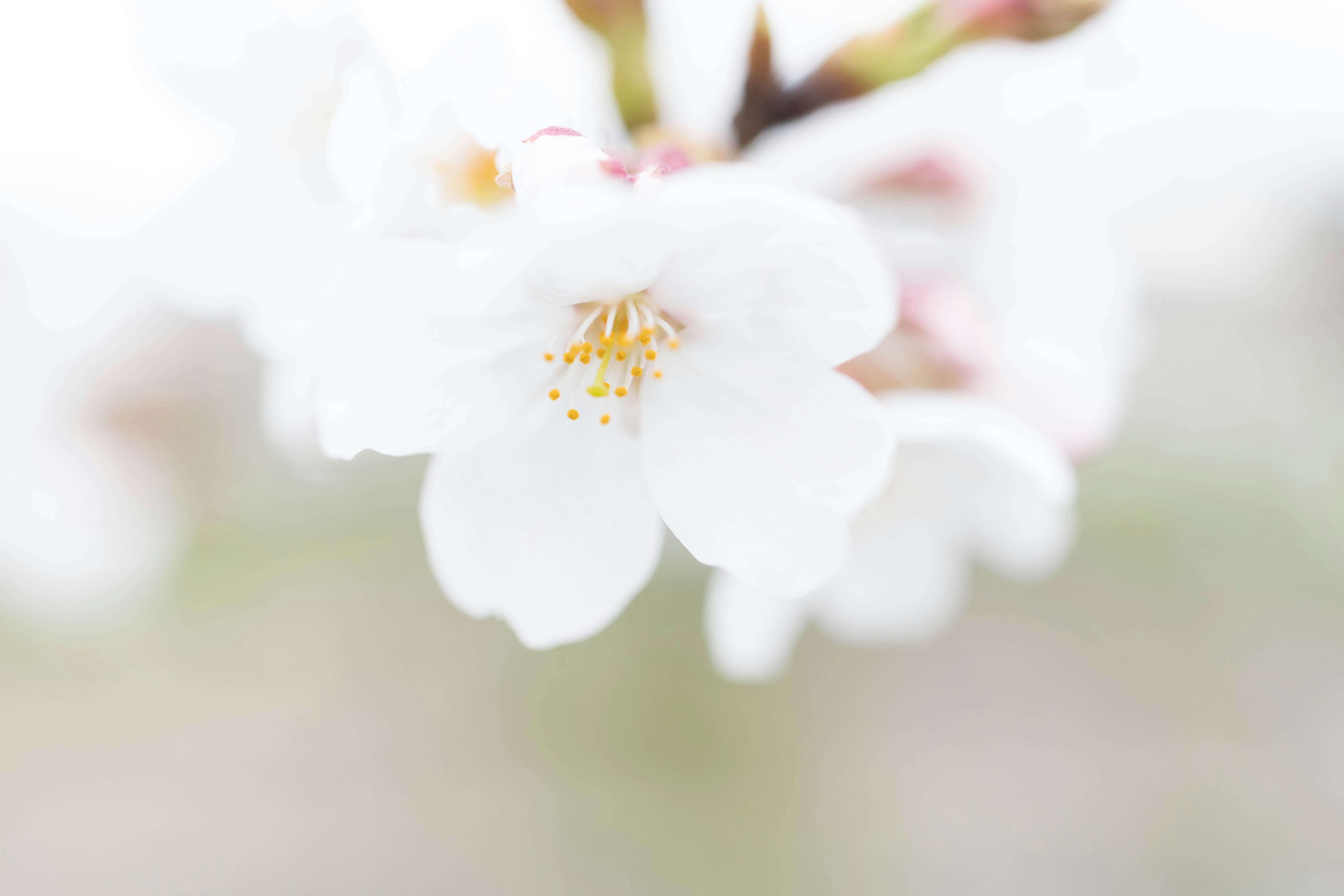 春の桜の花のクローズアップ