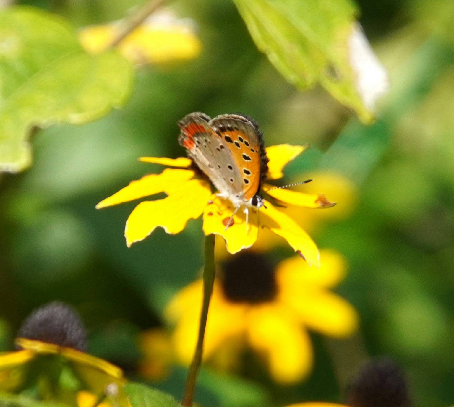 Papillon se reposant sur une fleur jaune
