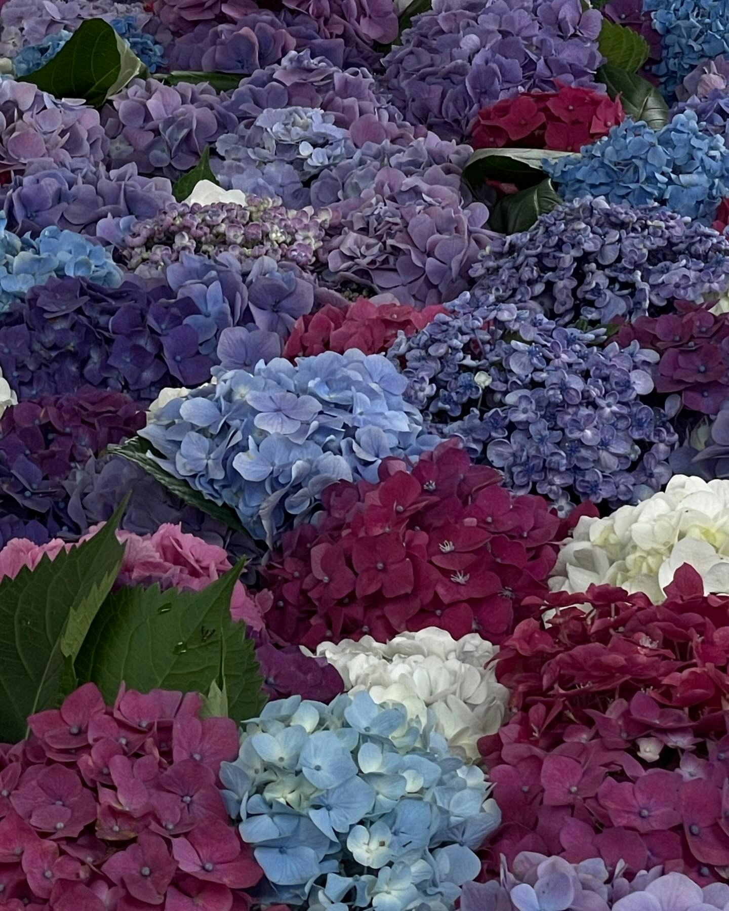 紫陽花の花が敷き詰められた色鮮やかな花畑