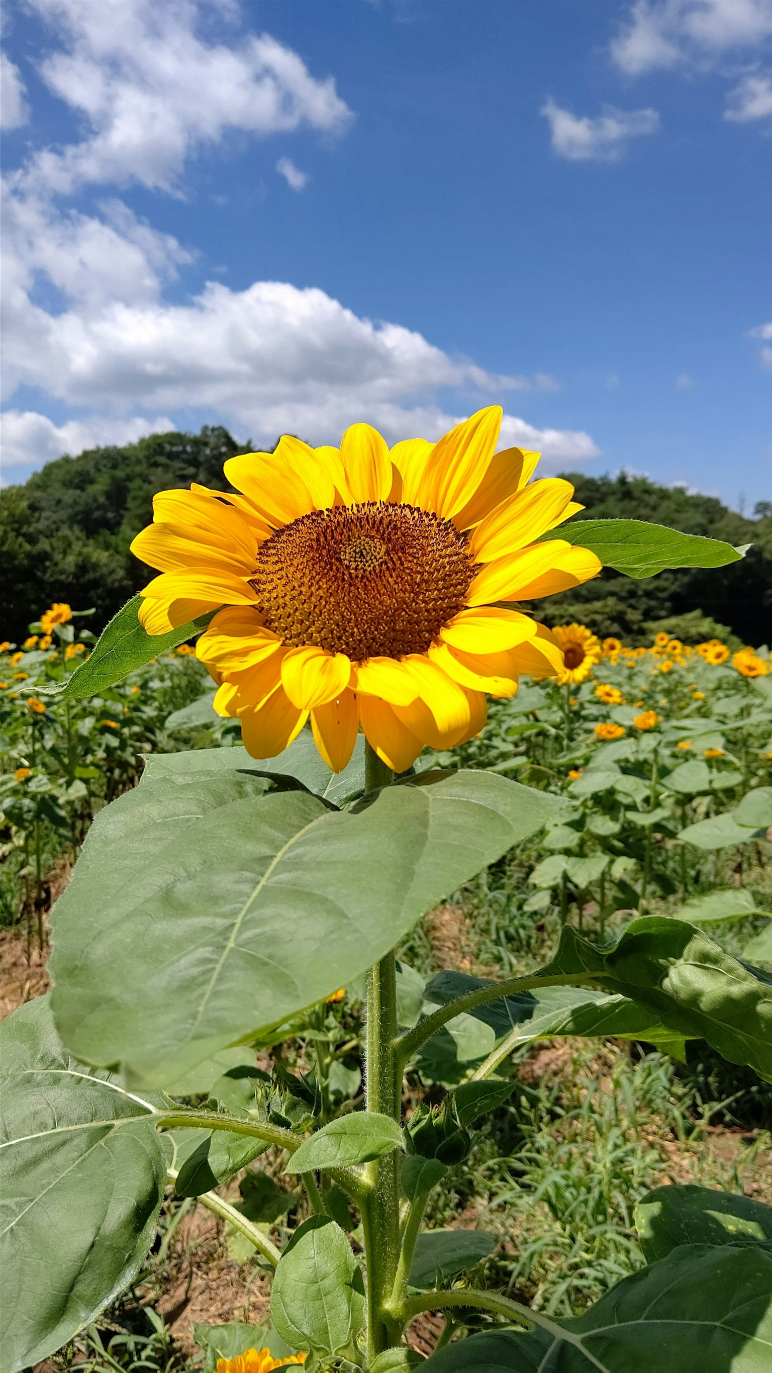 Eine leuchtend gelbe Sonnenblume blüht unter einem blauen Himmel