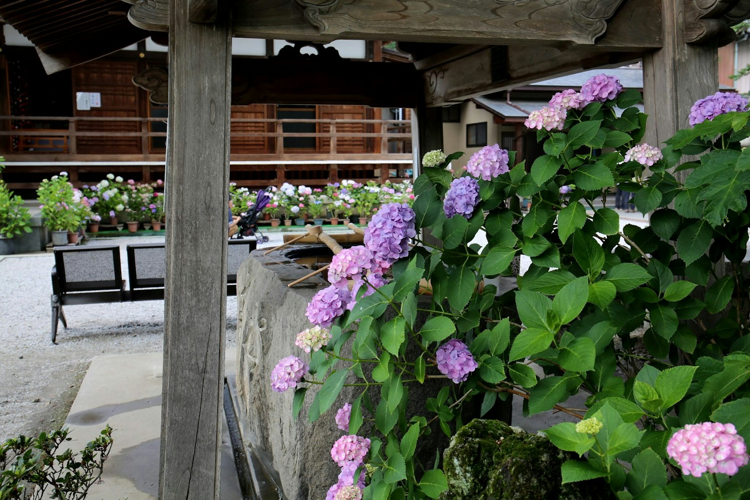 ภาพของบ่อน้ำที่มีดอกไม้สีม่วงบานอยู่รอบๆ