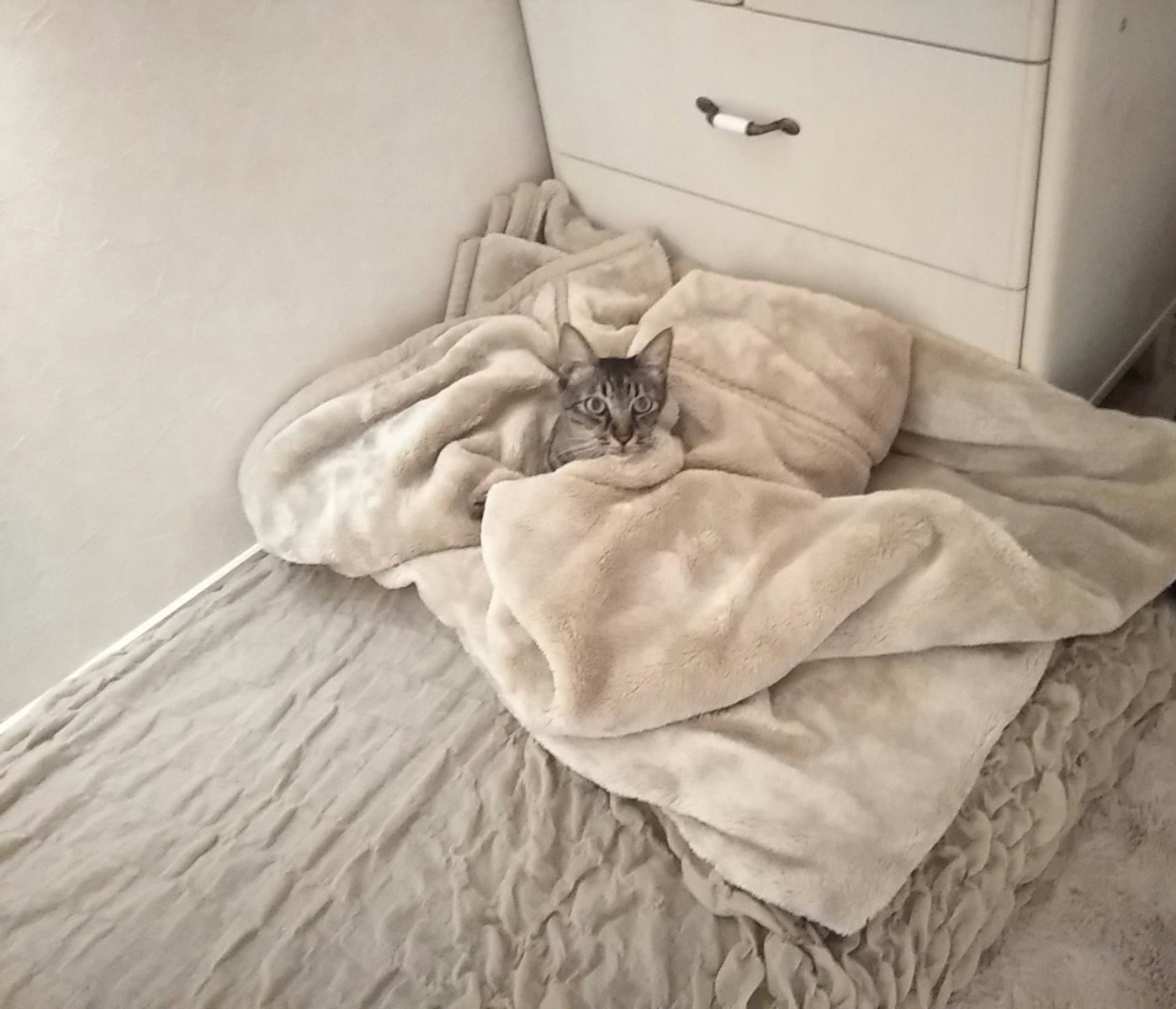 毛布にくるまった猫のいるベッドの室内