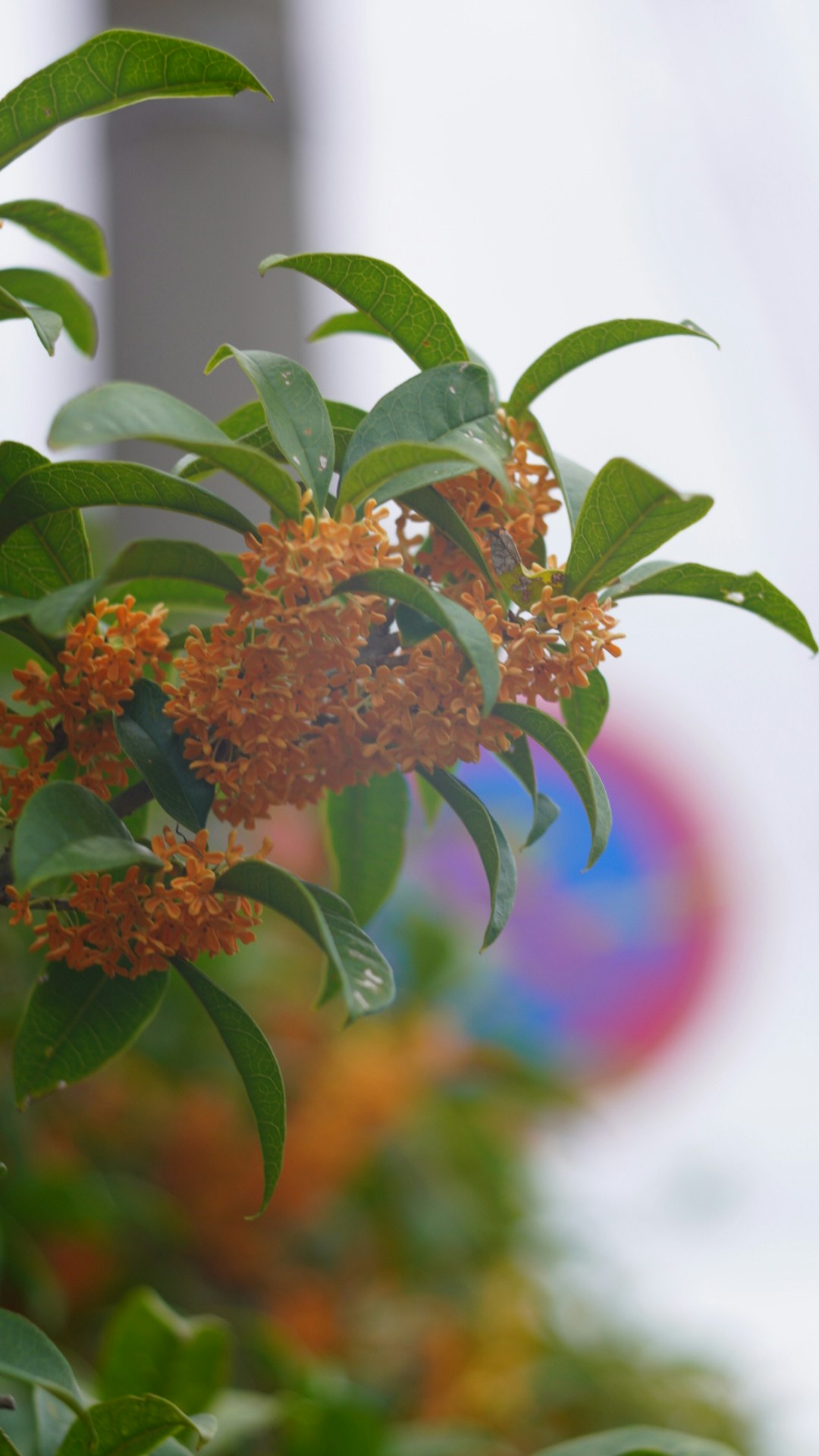 金木犀のオレンジ色の花と葉のクローズアップ