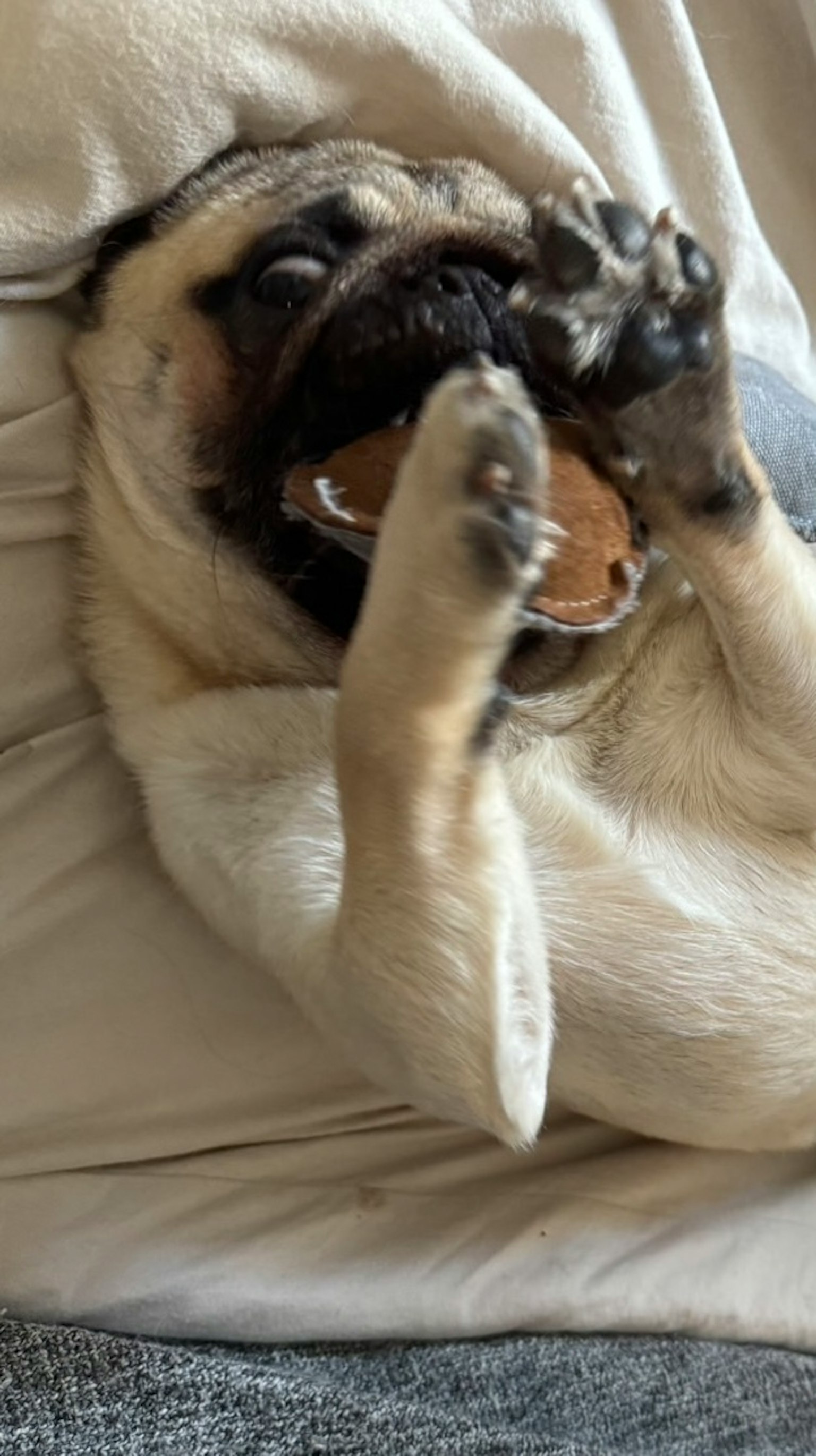 Cane pug sdraiato che tiene un boccone