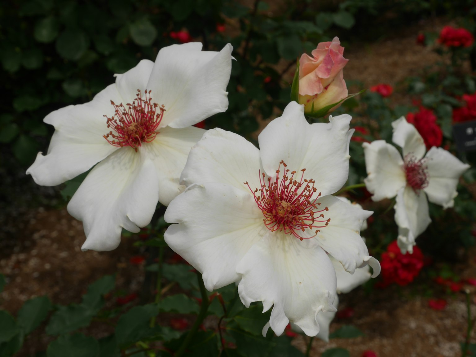 Nahaufnahme von weißen Rosen in einem Garten mit zarten rosa Knospen
