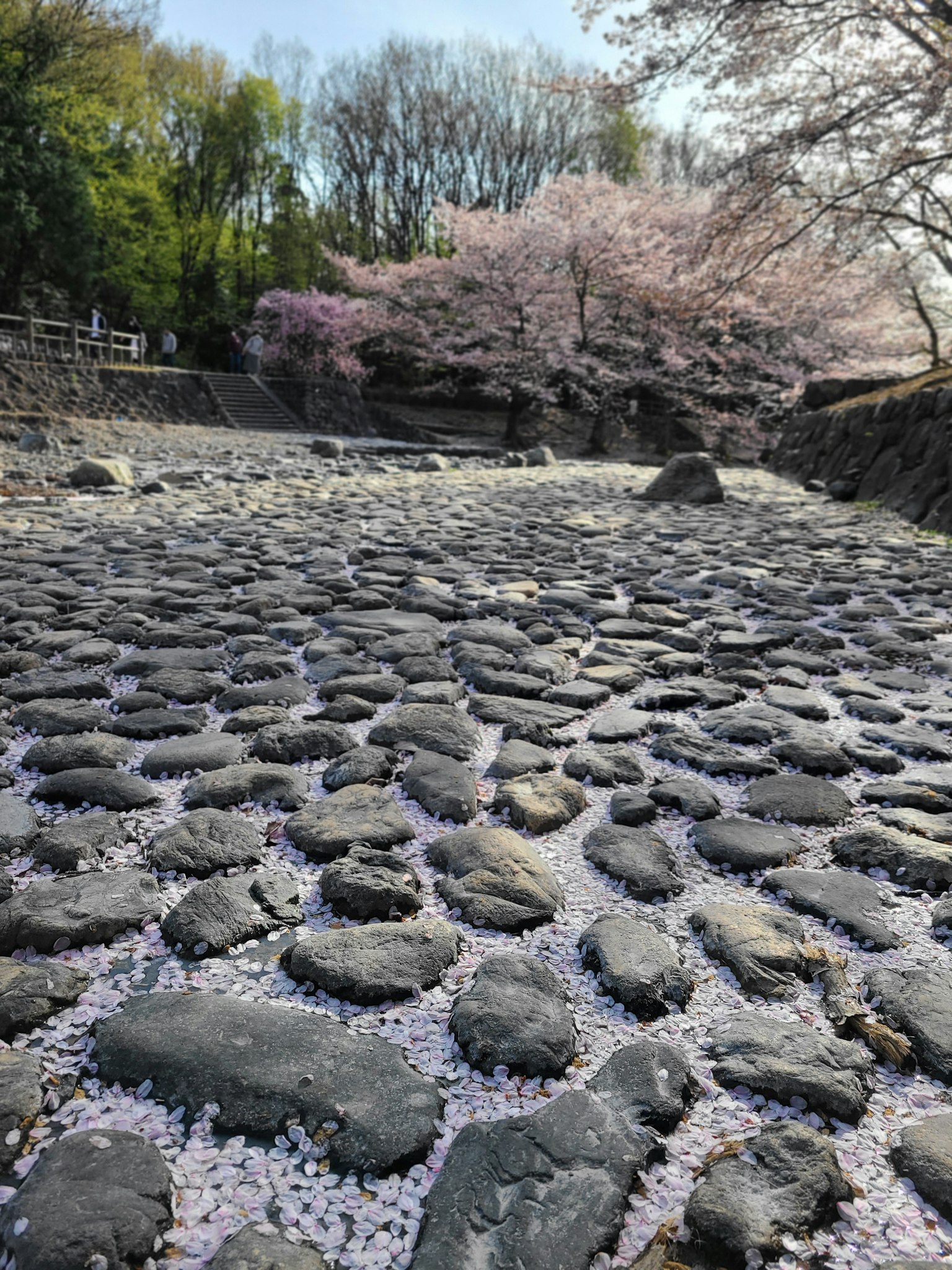 Jalan batu yang ditutupi dengan kelopak bunga sakura dan pohon sakura