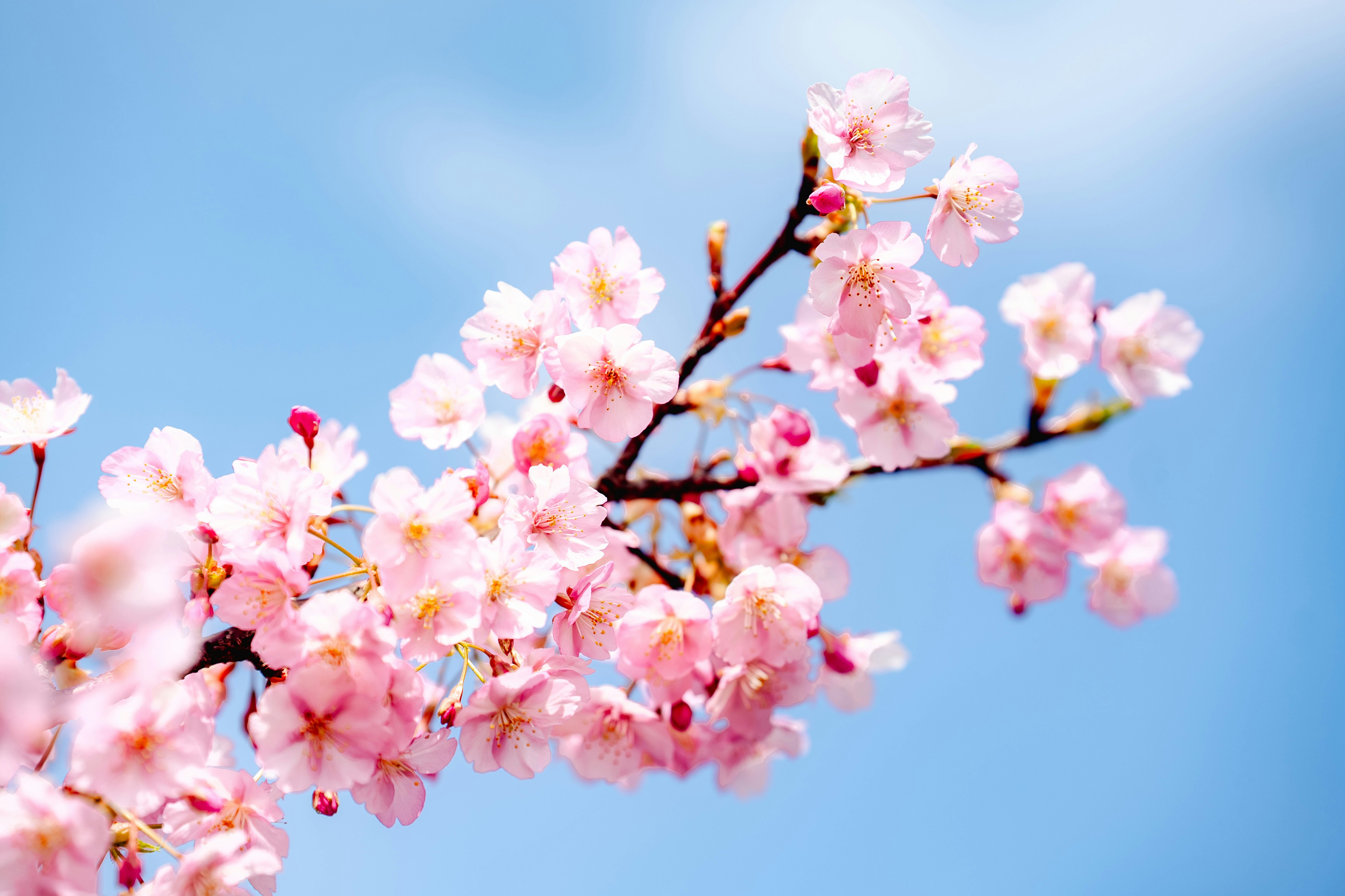 青空に咲く桜の花枝