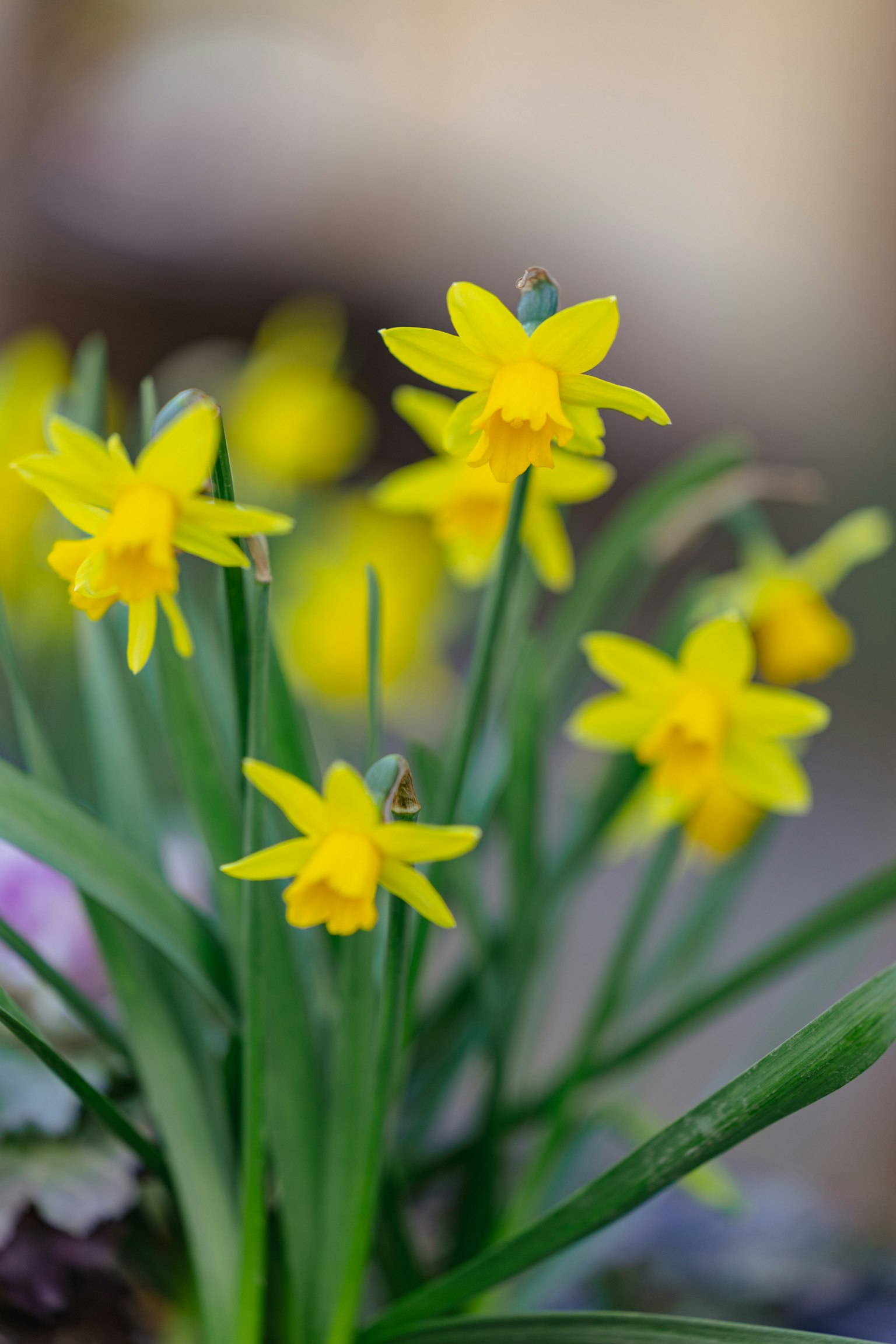 Cluster of vibrant yellow daffodils blooming