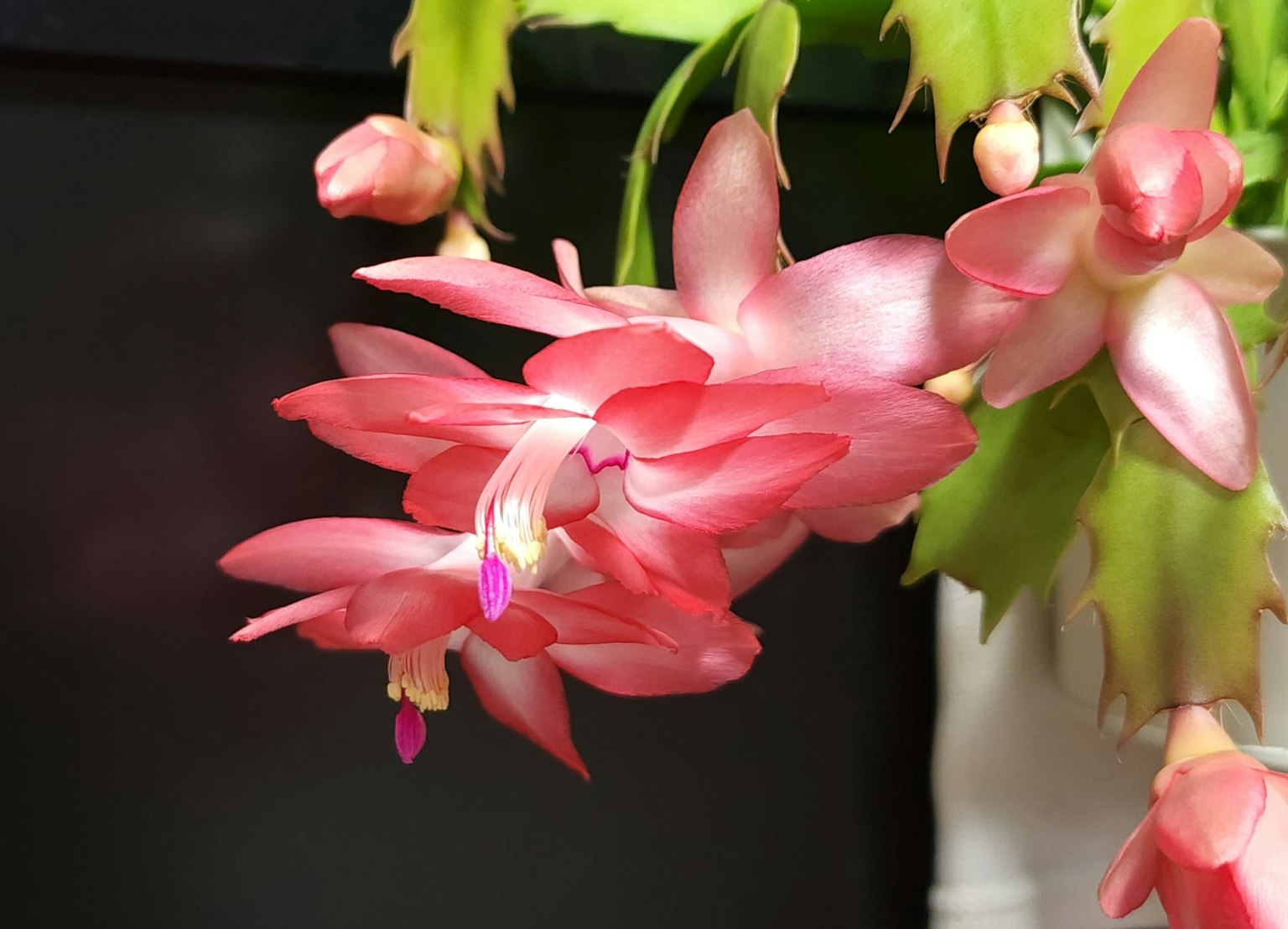 Cận cảnh cây xương rồng Giáng sinh với những bông hoa hồng đẹp