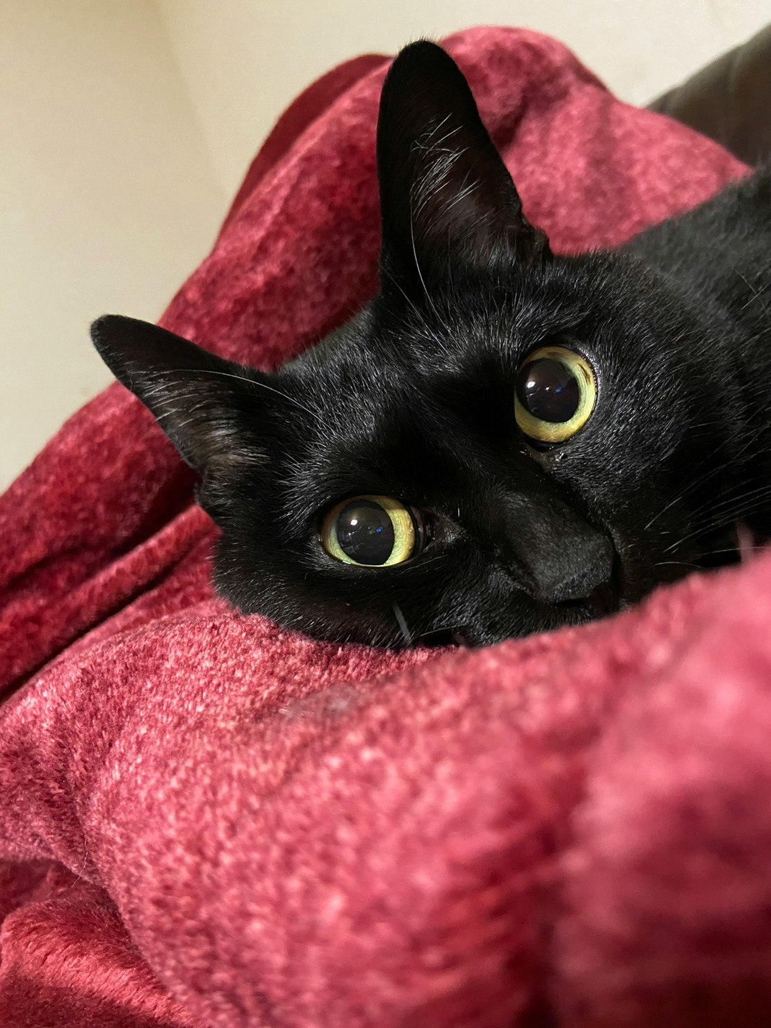 赤いクッションに丸まる黒猫のアップ