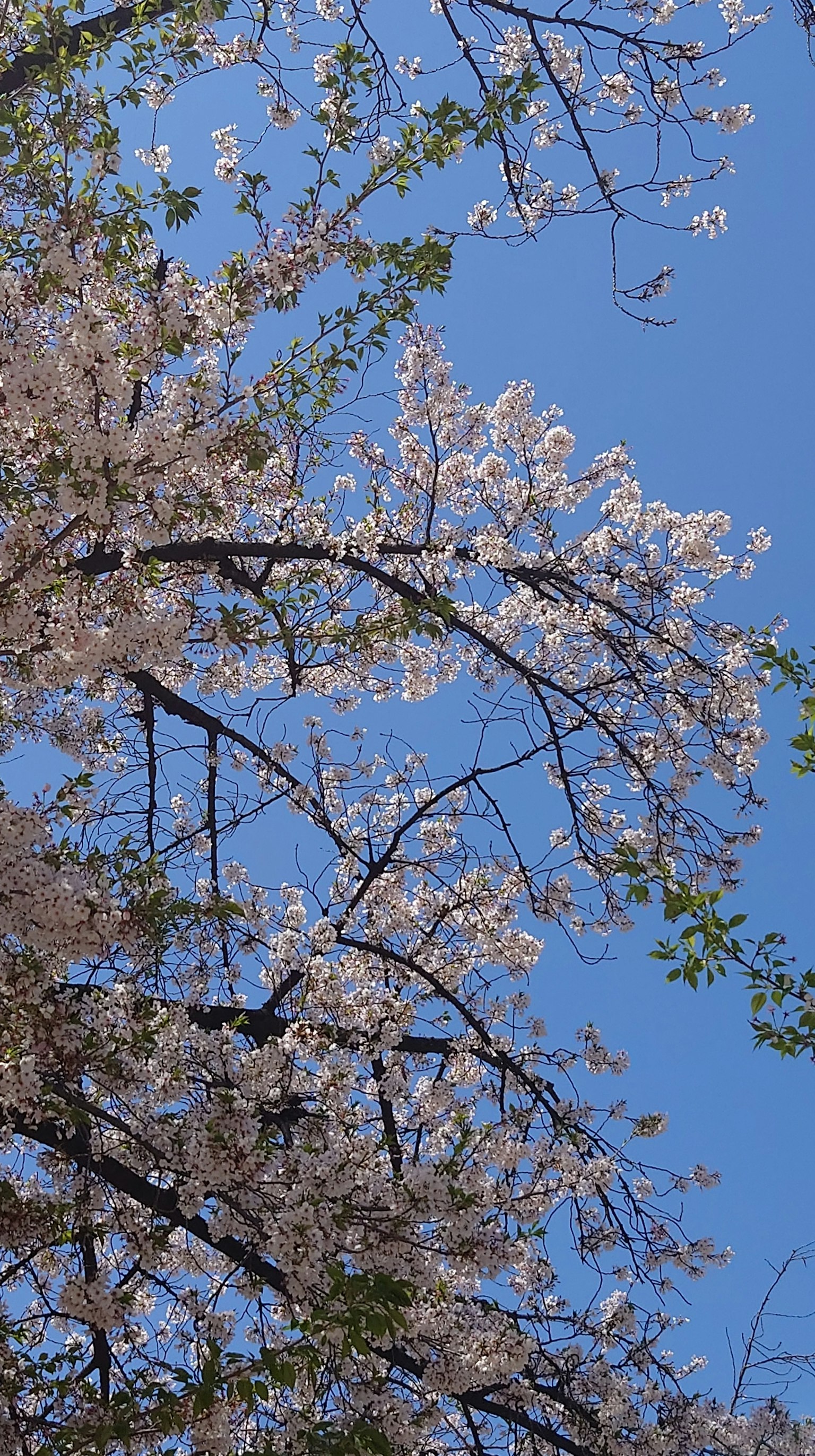 Branches of cherry blossoms against a blue sky