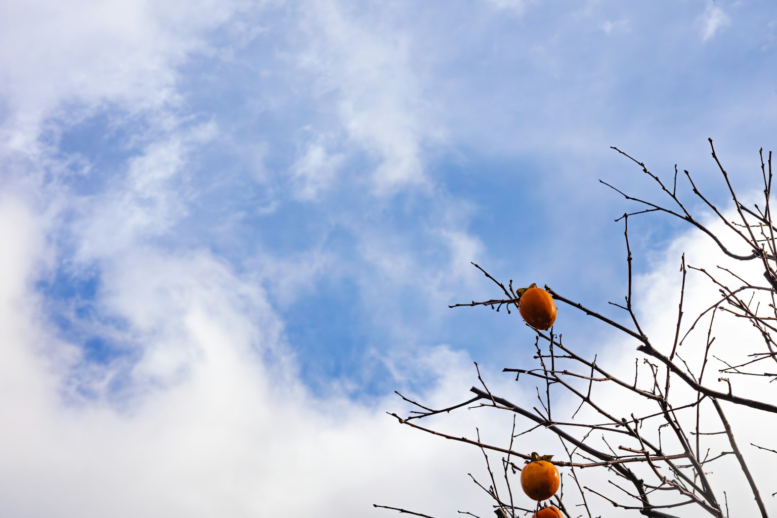 Frutas naranjas colgando de ramas bajo un cielo azul con nubes blancas