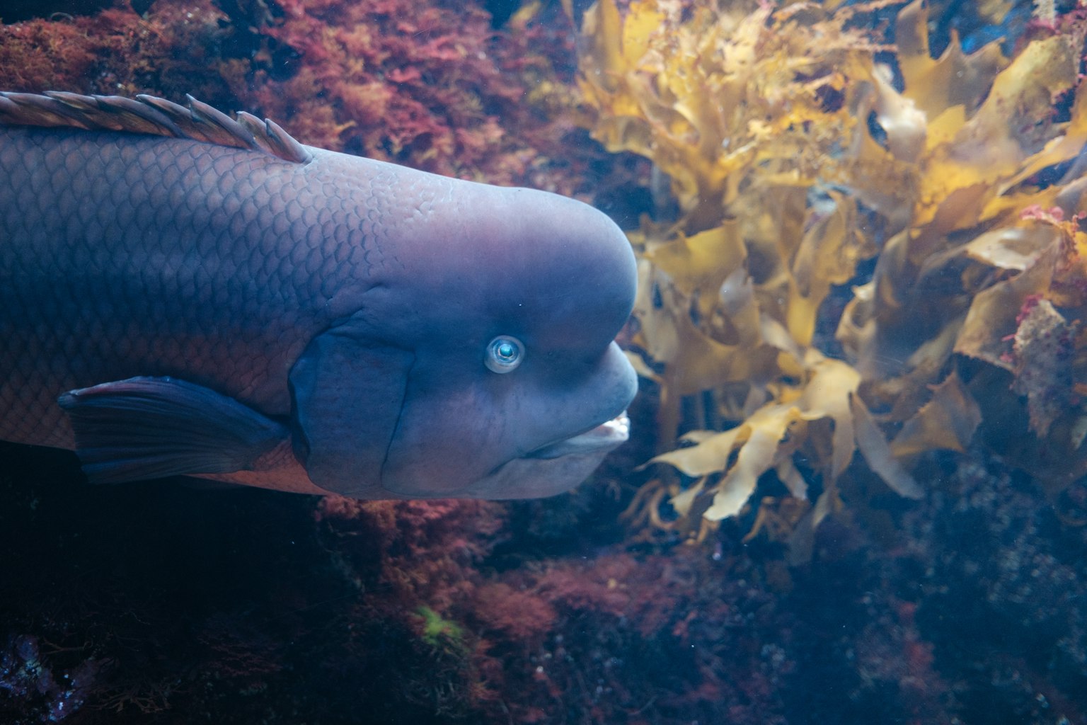 Primo piano di un pesce accanto a alghe in un ambiente sottomarino