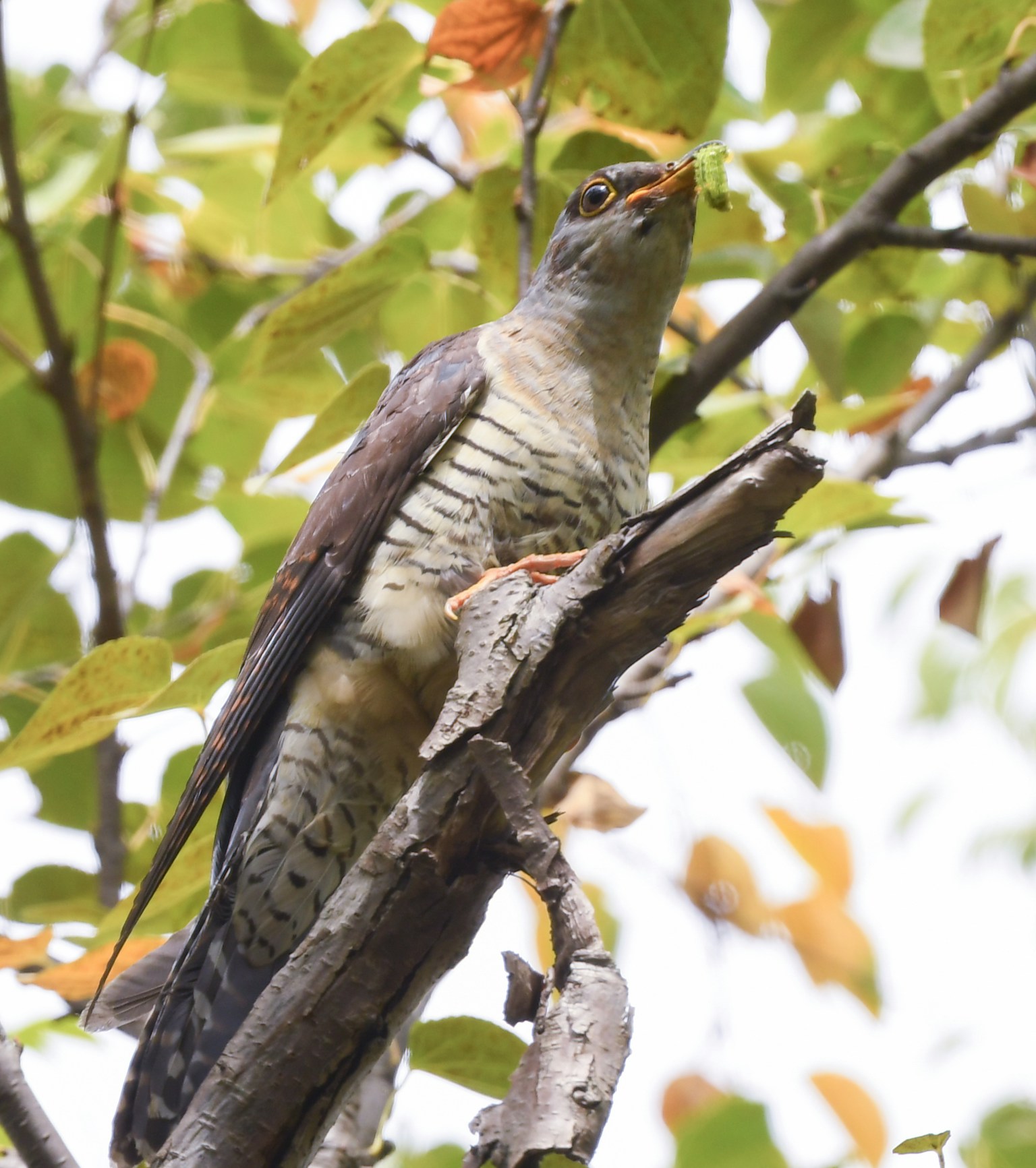 นกเกาะอยู่บนกิ่งไม้ล้อมรอบด้วยใบเขียวมีลวดลายขนที่โดดเด่น