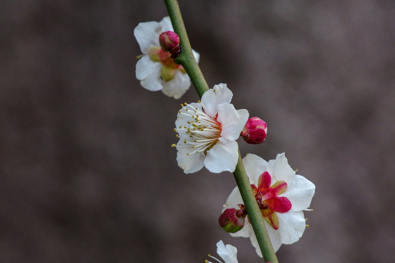 Primer plano de una rama con flores blancas y botones