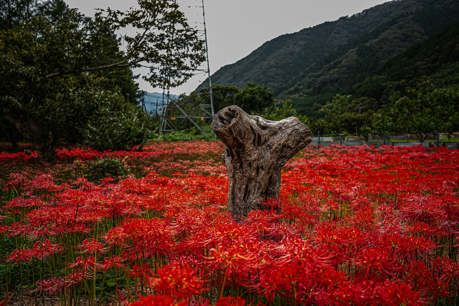 Ein Baumstumpf umgeben von lebhaften roten Blumen mit einem Berg im Hintergrund