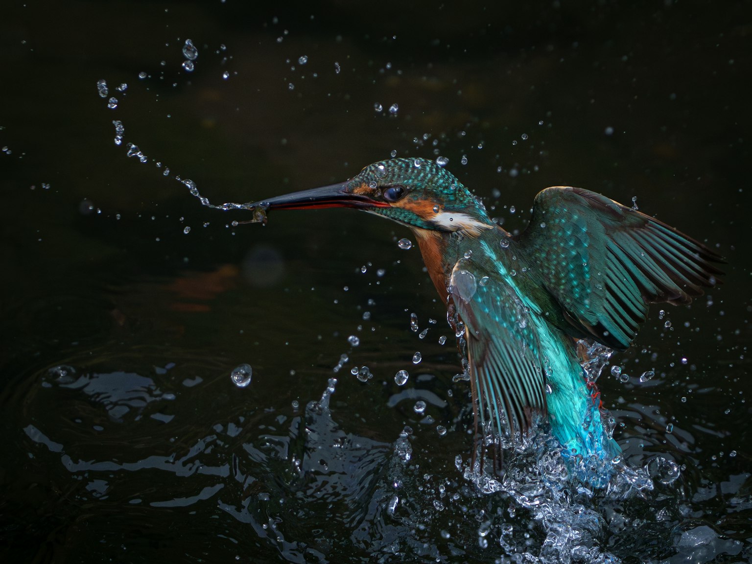 Un martin-pêcheur plongeant dans l'eau avec des plumes vibrantes