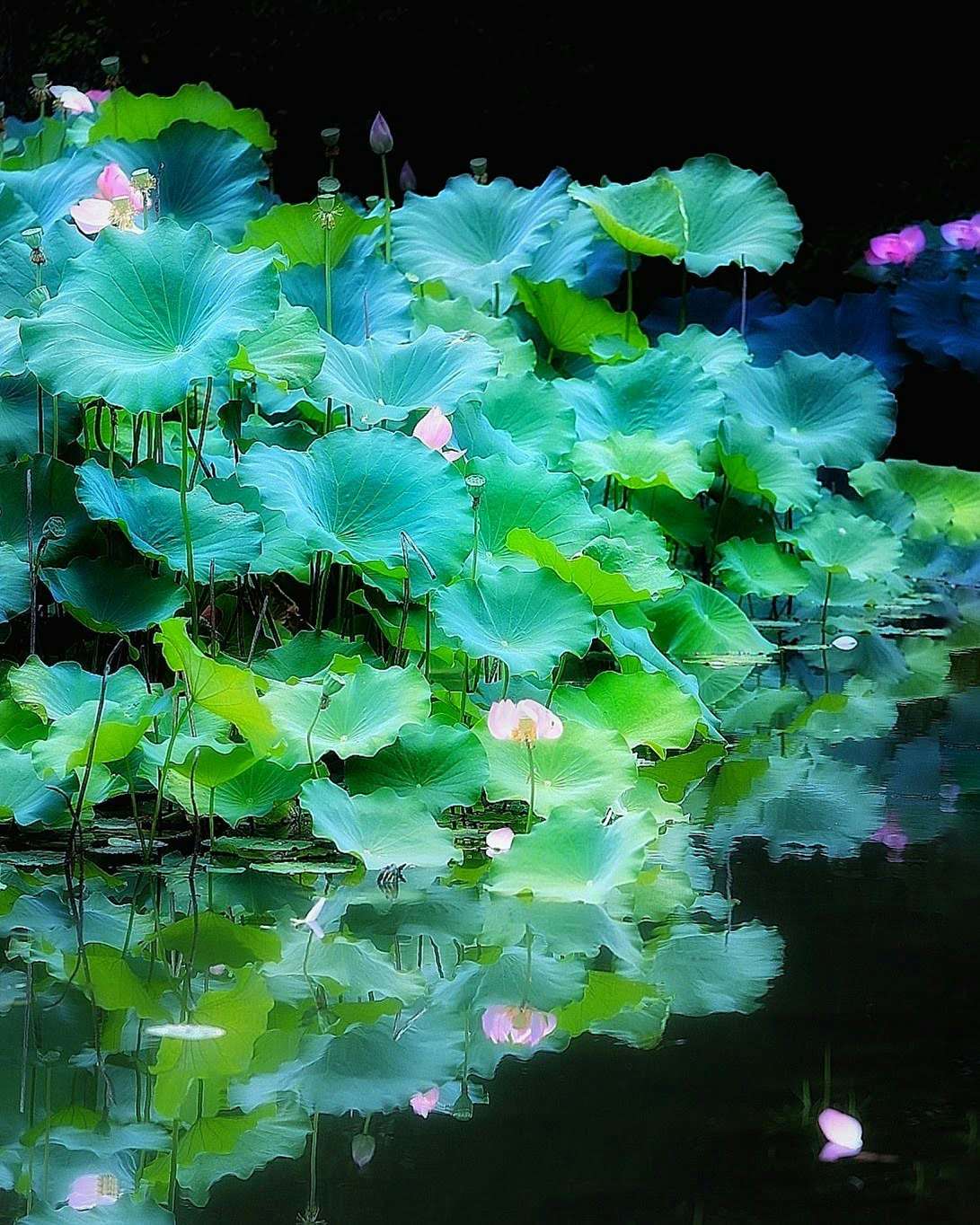 水面に映る蓮の花と葉の群生